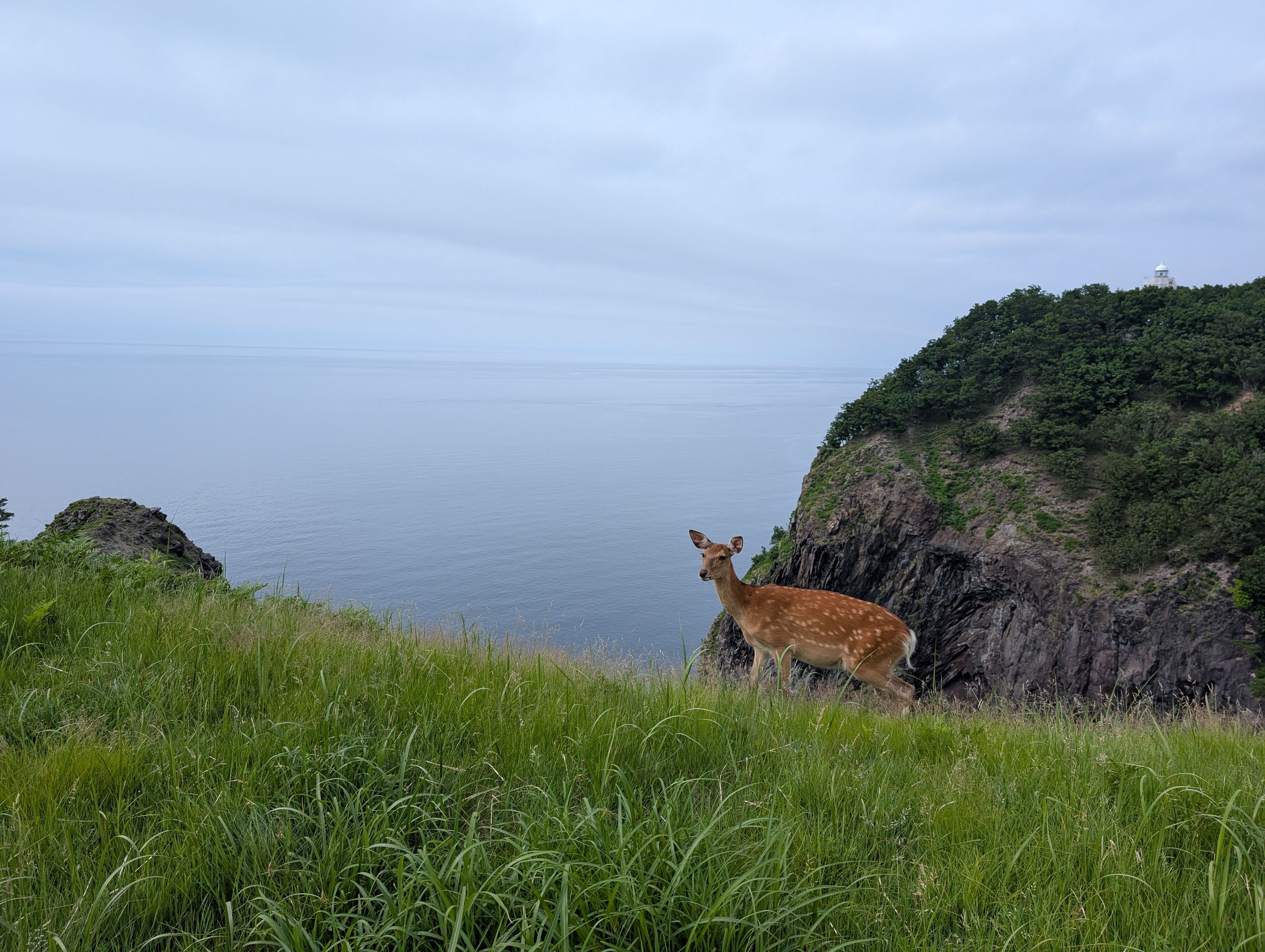 A deer stands atop a cliff in the Shiretoko Peninsula in east Hokkaido. The ocean is visible beyond. The sky is overcast.