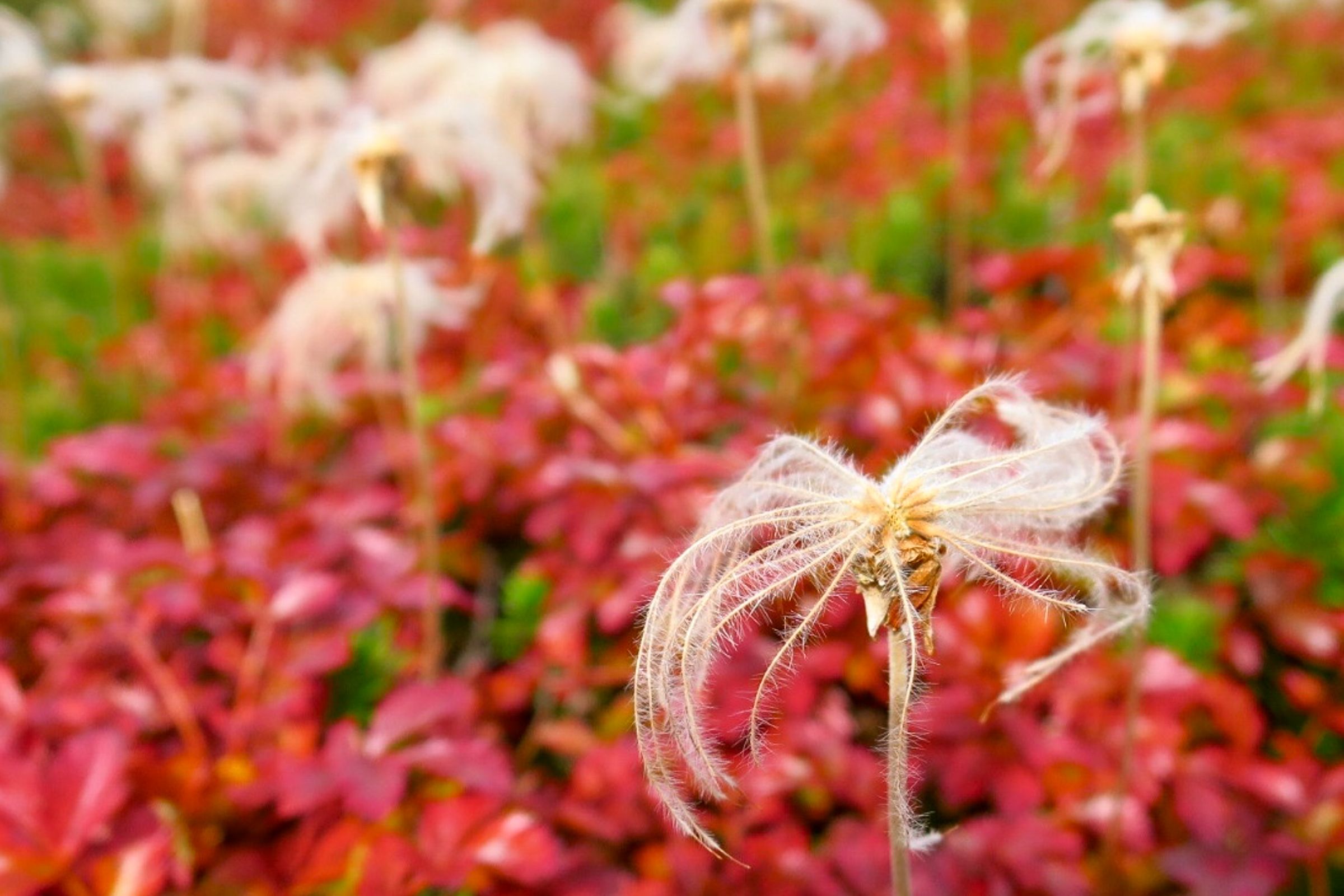Aleutian avens autumn foliage and fluffy pom-poms.