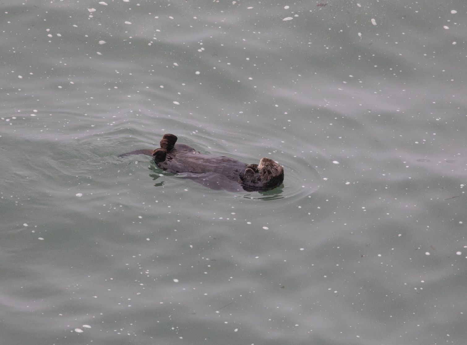 A sea otter drifts in the ocean on its back at the Kiritappu Peninsula in east Hokkaido.