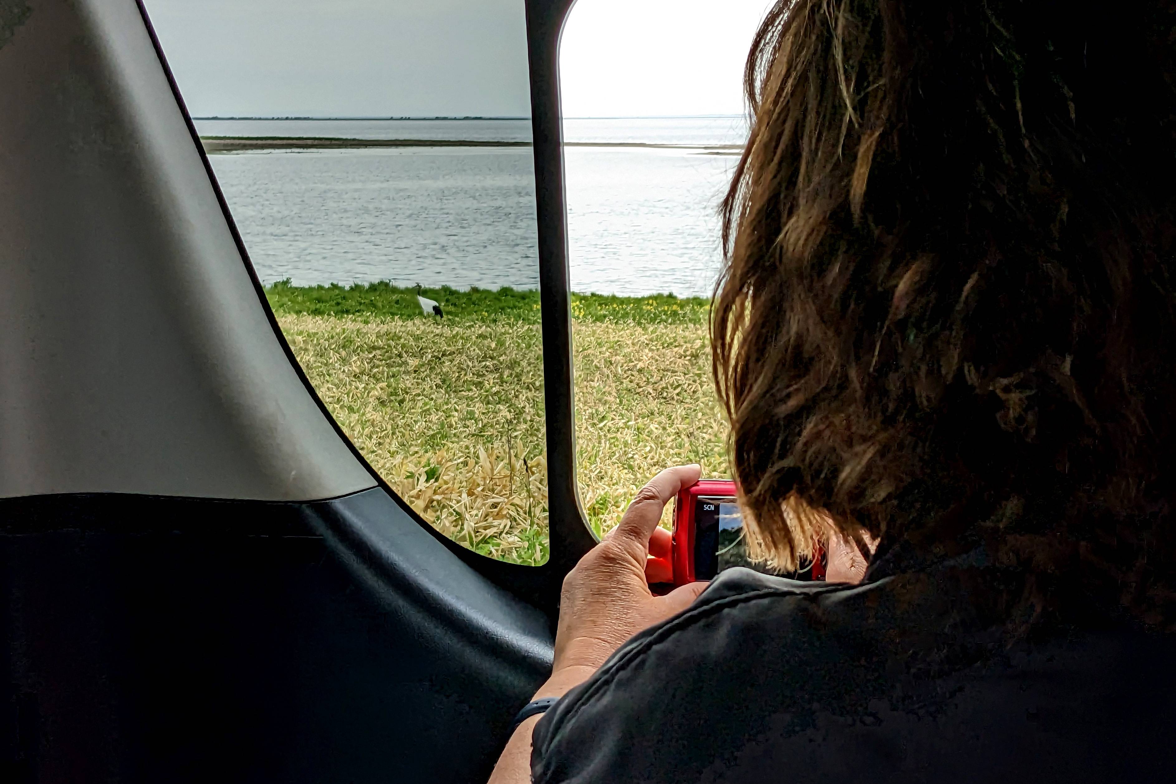 A tourist photographs a Red-crowned crane from inside a car. The window is open and the crane can be seen walking along the waters edge.