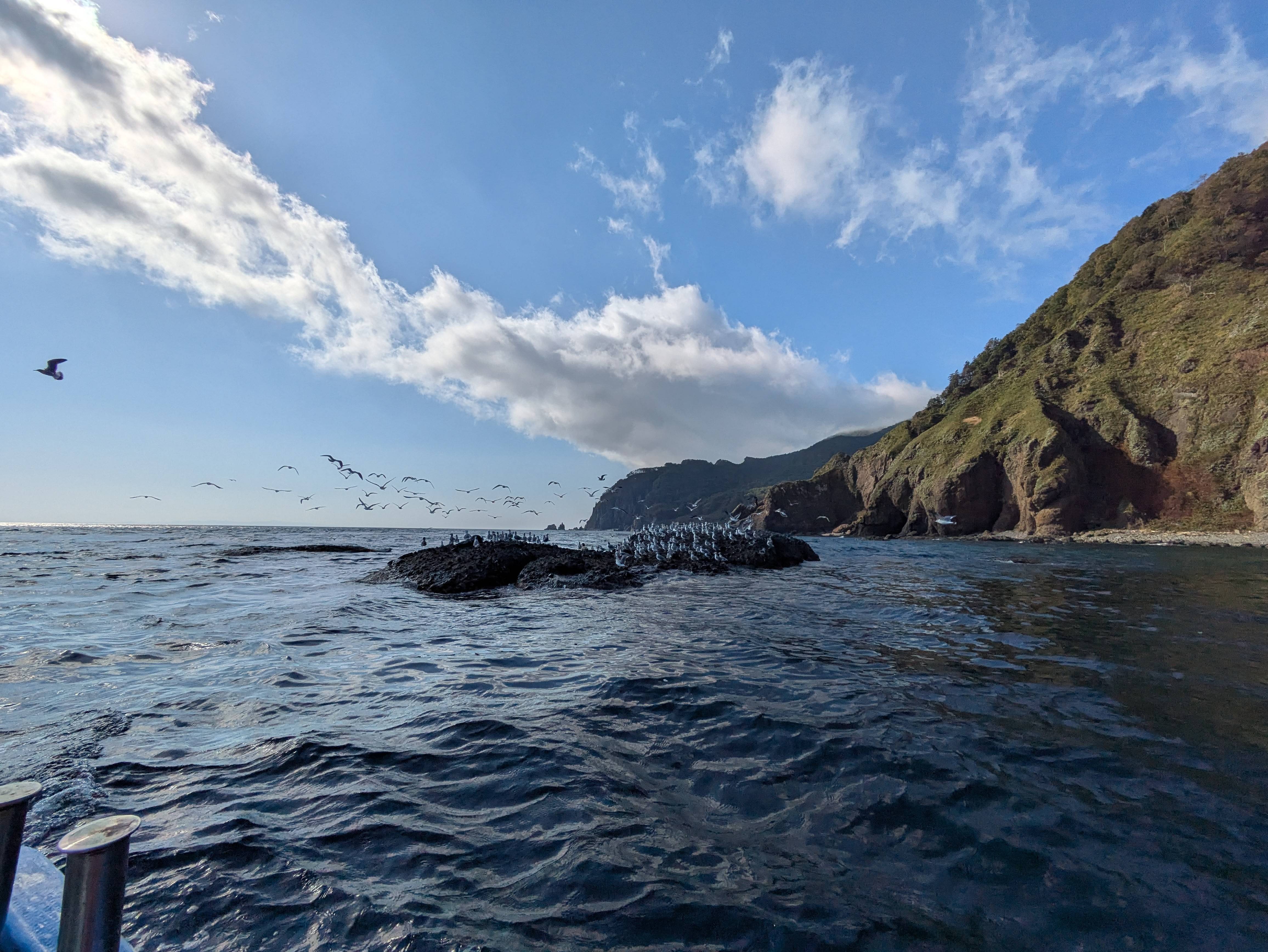 A flock of seabirds gather on a rock off the coast of the Shiretoko Peninsula. Some of them are taking flight as the boat approaches. It is a sunny day and they are flying up into the blue sky.
