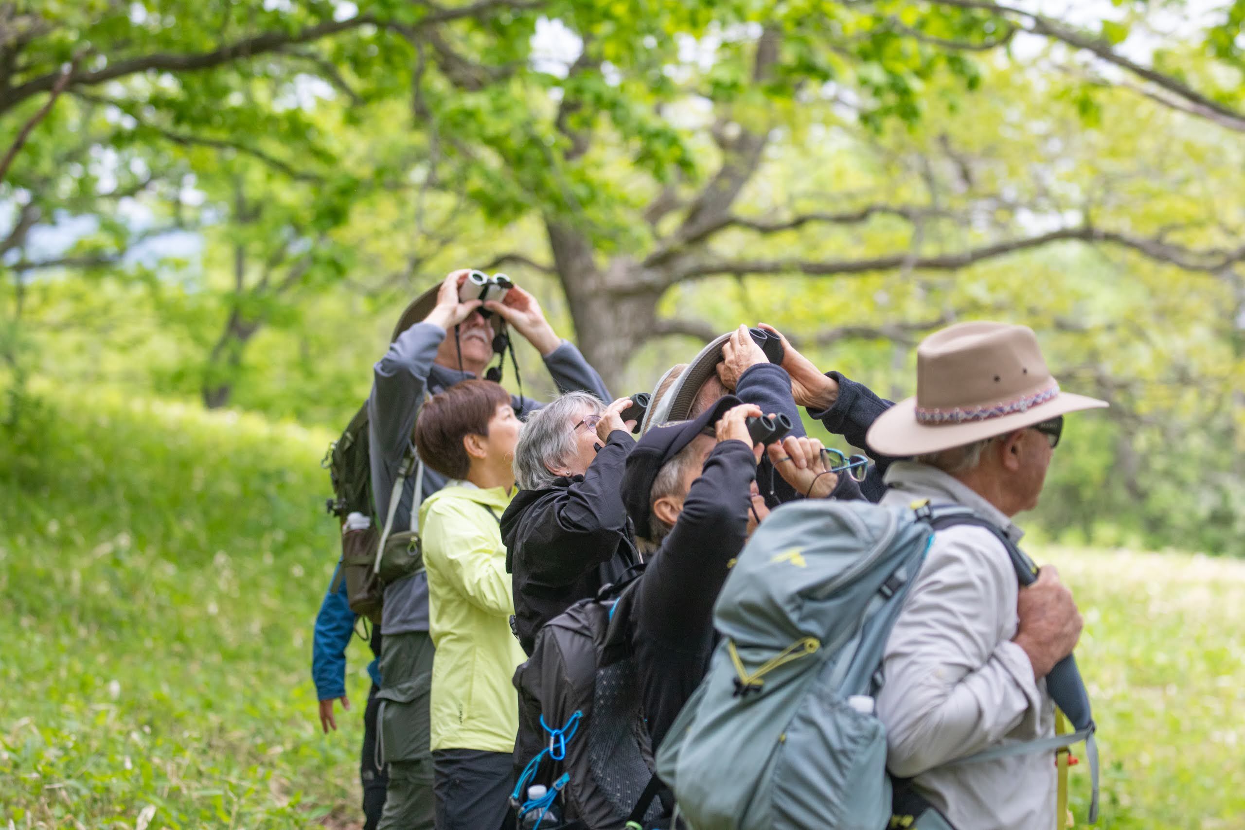 A group of people hold binoculars to their face and look up underneath a forest canopy.