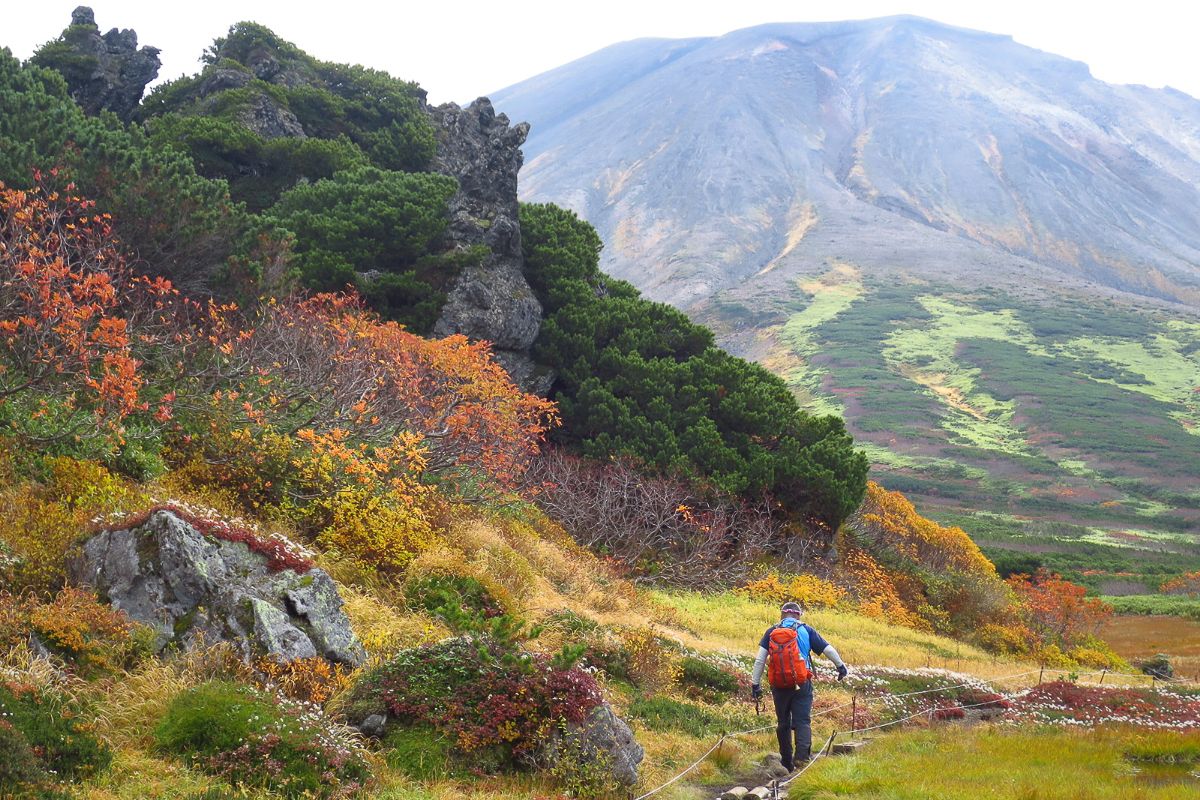 A hiker walks along a boardwalk trail through a vibrant autumn landscape in Daisetsuzan. Shrubs blaze with red and orange hues, while the barren volcanic peak of Mt. Asahidake looms behind.