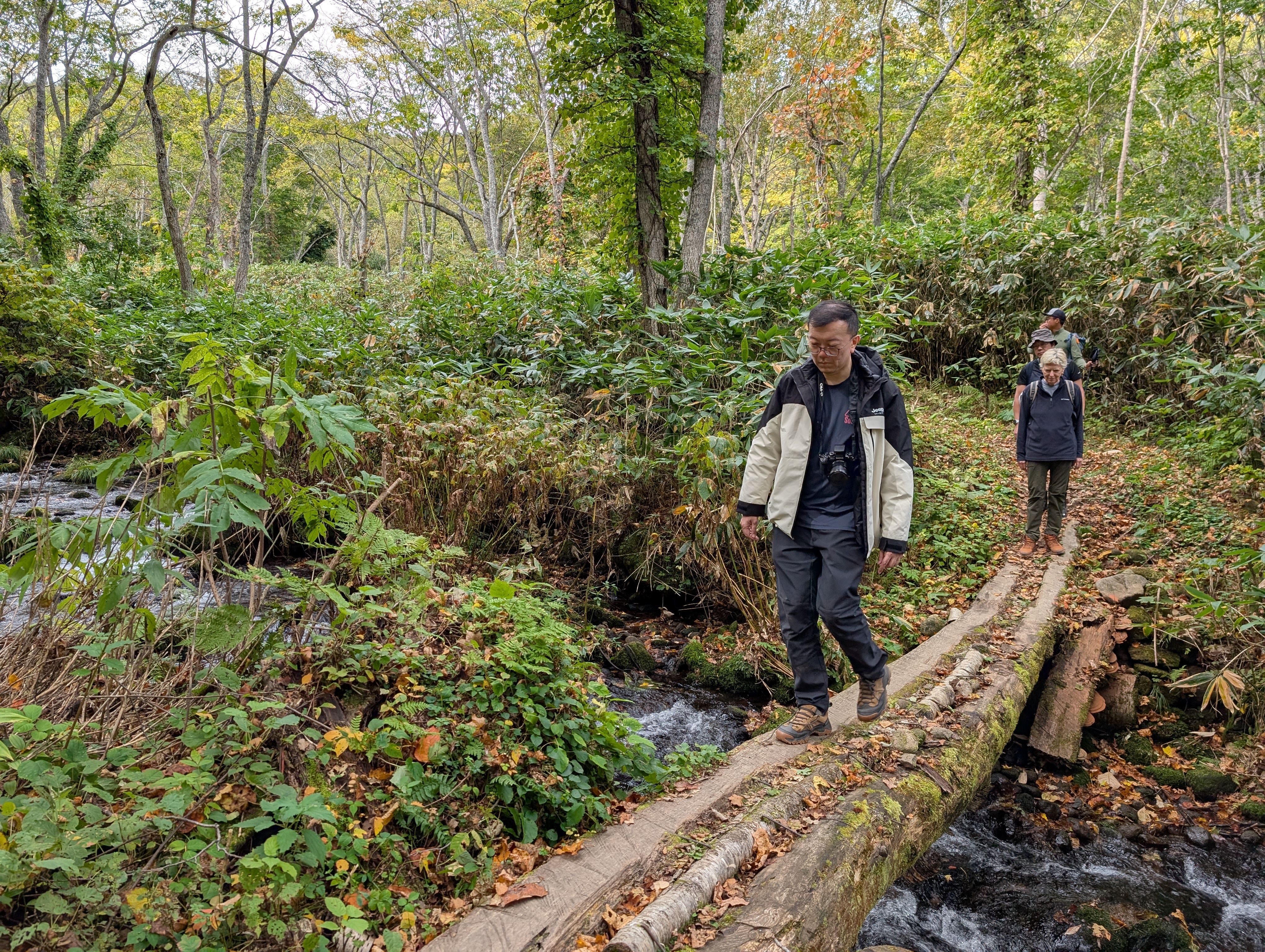 Two people take a log bridge over a stream in a forest.