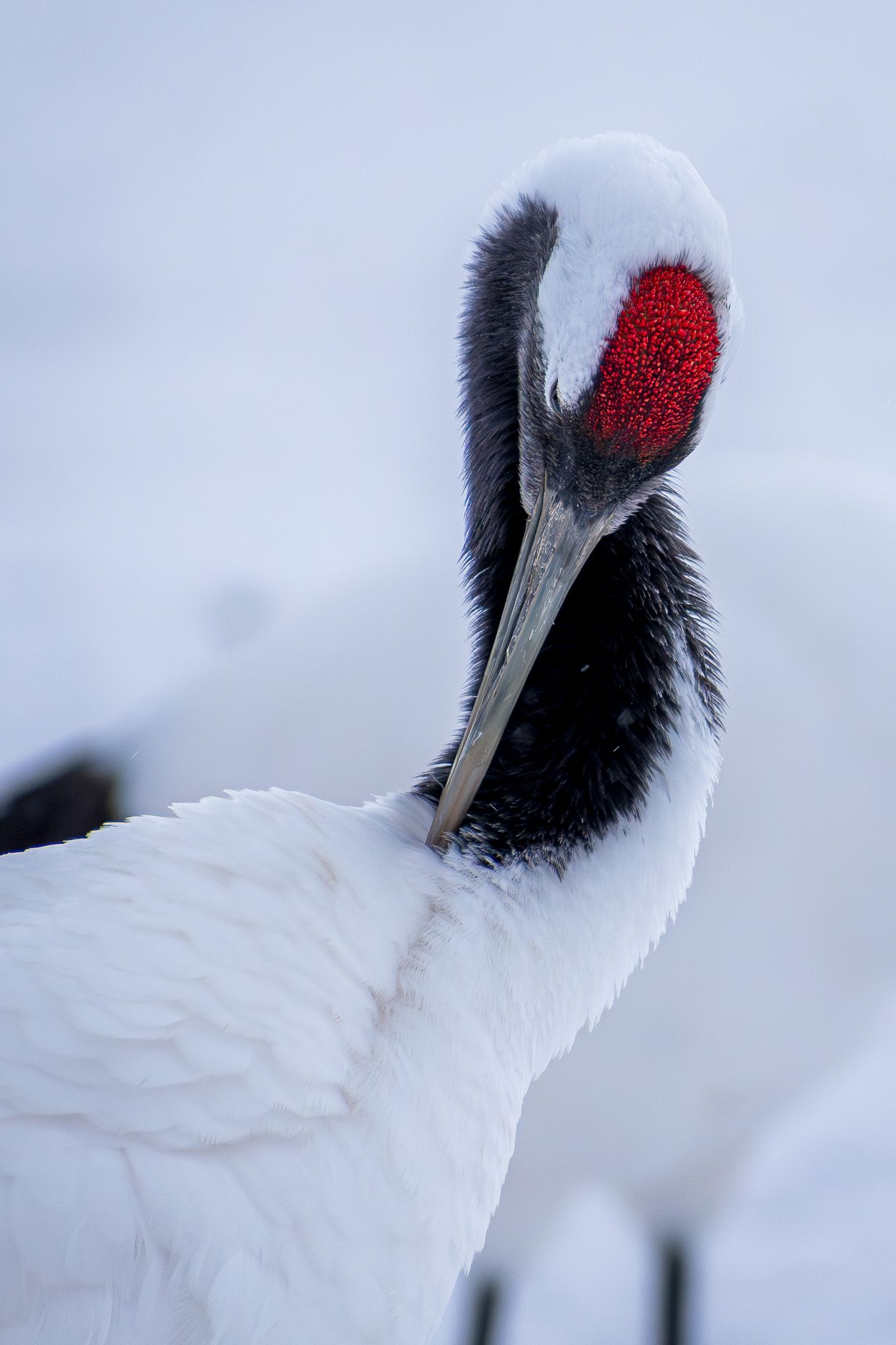 A red-crowned crane preens itself. The red patch on its head is dazzlingly bright, like the red of wild berries.