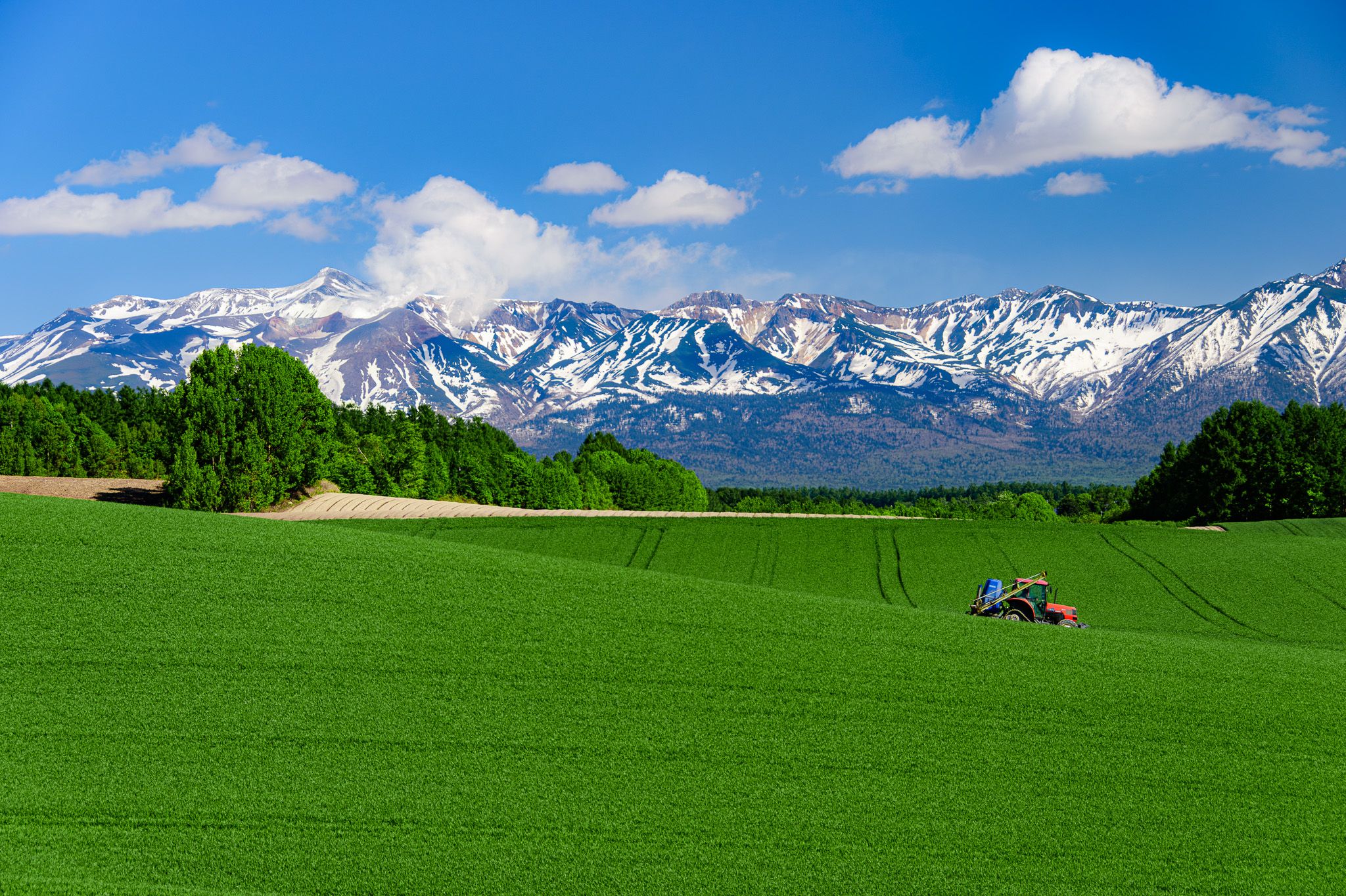 A tractor ploughs a young wheat field on a hill. The wheat is still bright green and looks more like grass than wheat. In the distance, Mt. Tokachi issues a puff of smoke from its volcanic crater. It is a bright sunny day with blue skies and a few fluffy clouds in the sky.
