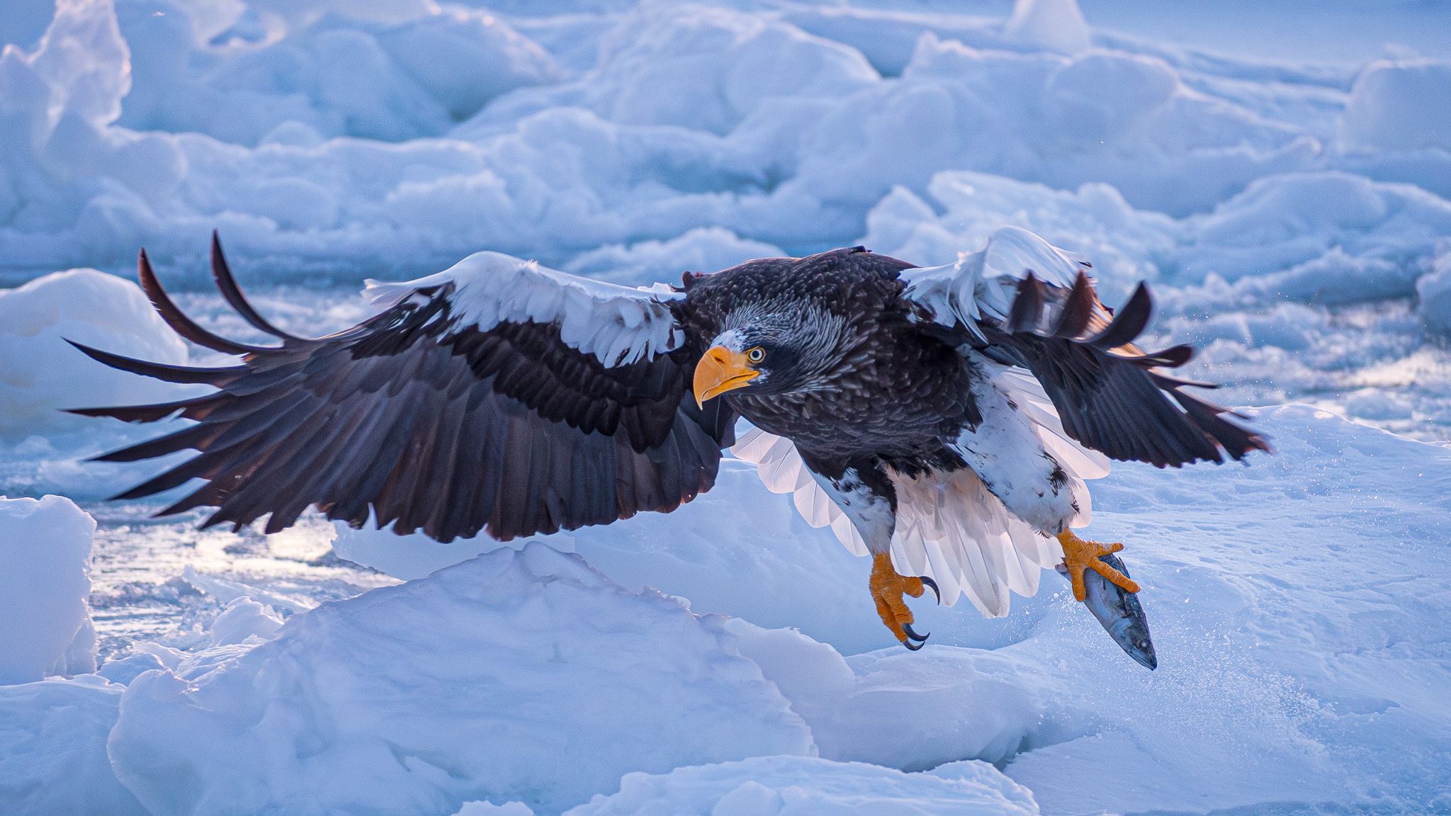 A Steller's Sea Eagle in flight. It clutches half of a fish in its left talon and its wings are outstretched. It is flying over drift ice floes.