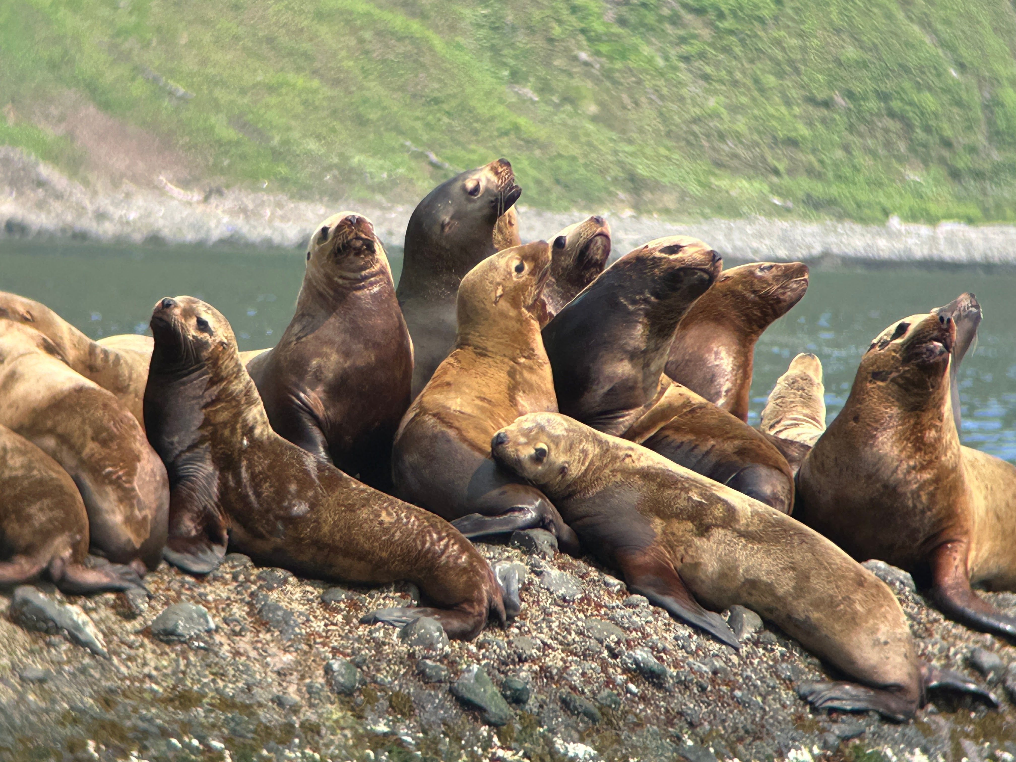 A colony of Steller's Sea Lions huddle together on a rock off the coast of Rausu, Shiretoko.