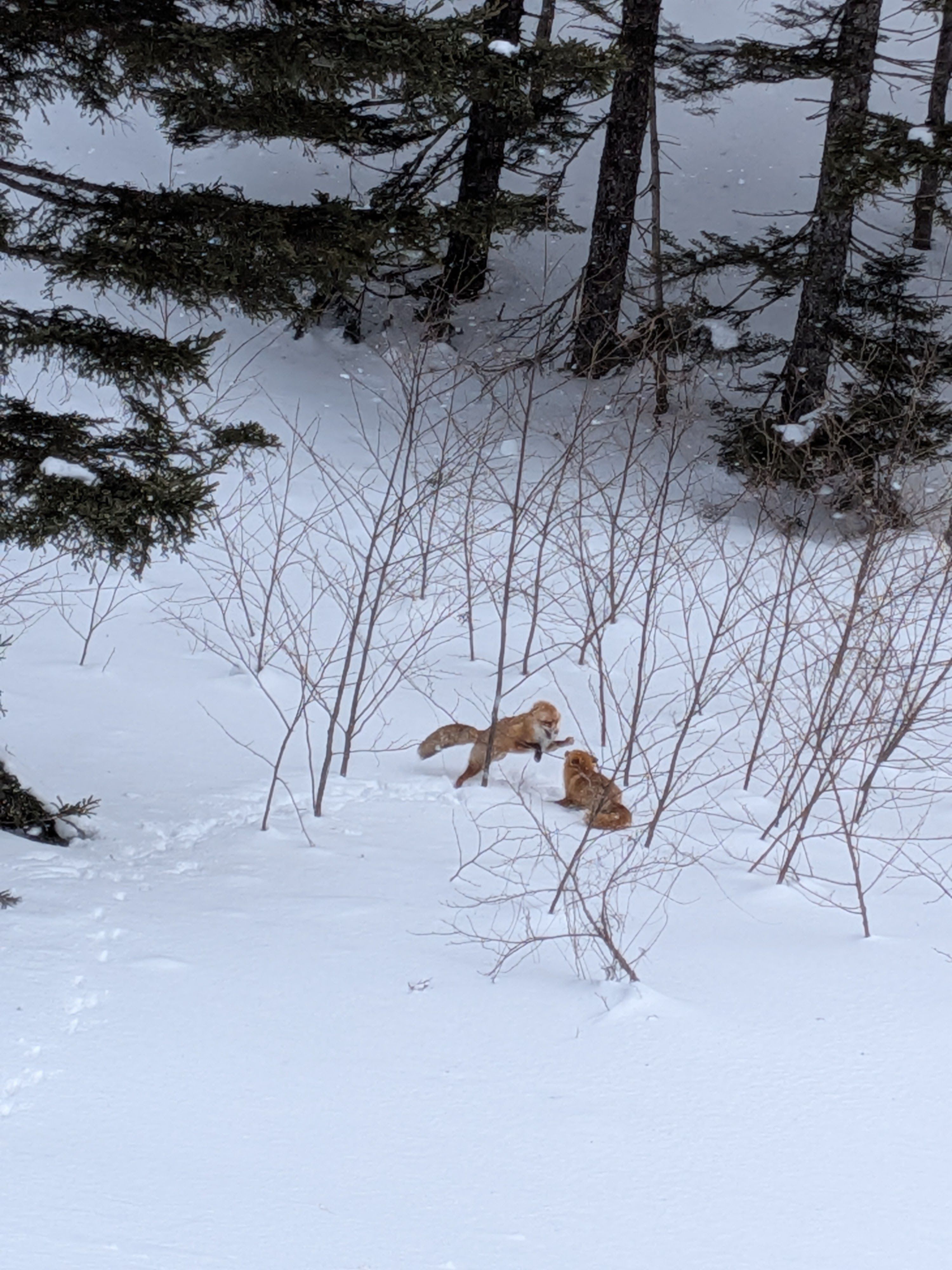 Two red foxes jump at each other in the snow. It is unclear if they are fighting or displaying courtship behaviour.