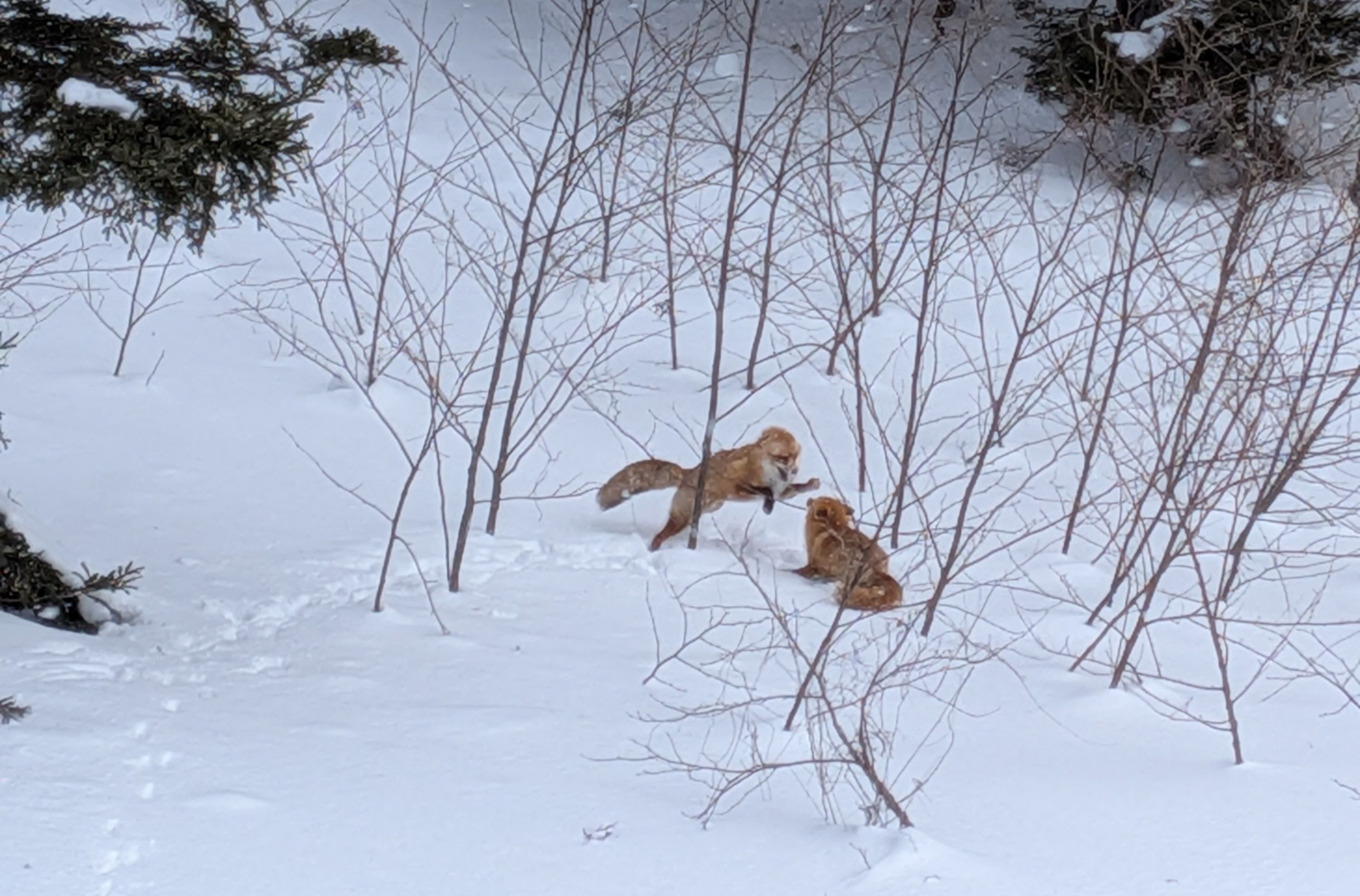 Two red foxes jump at each other in the snow. It is unclear if they are fighting or displaying courtship behaviour.