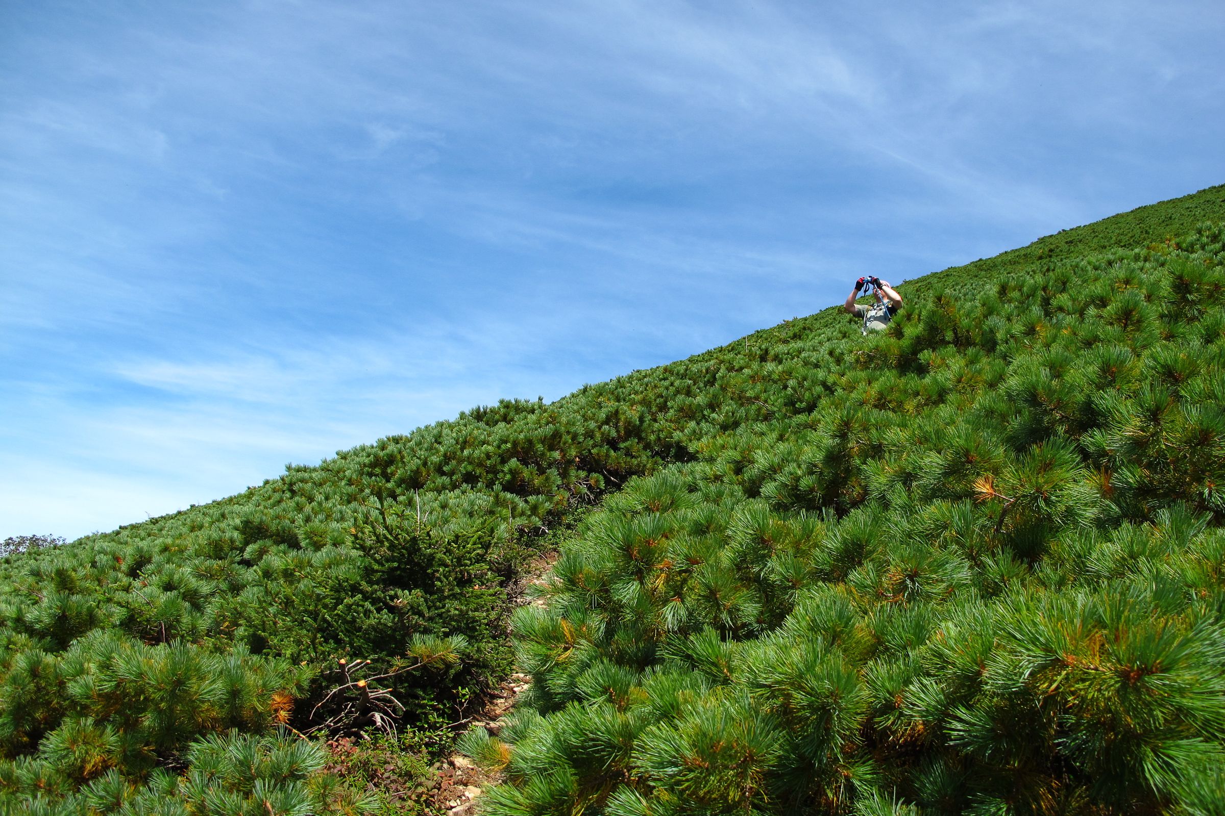 Hiker ascending Hokkaido mountain slope through dense Japanese Stone Pine vegetation under blue sky, following trail up steep alpine terrain.