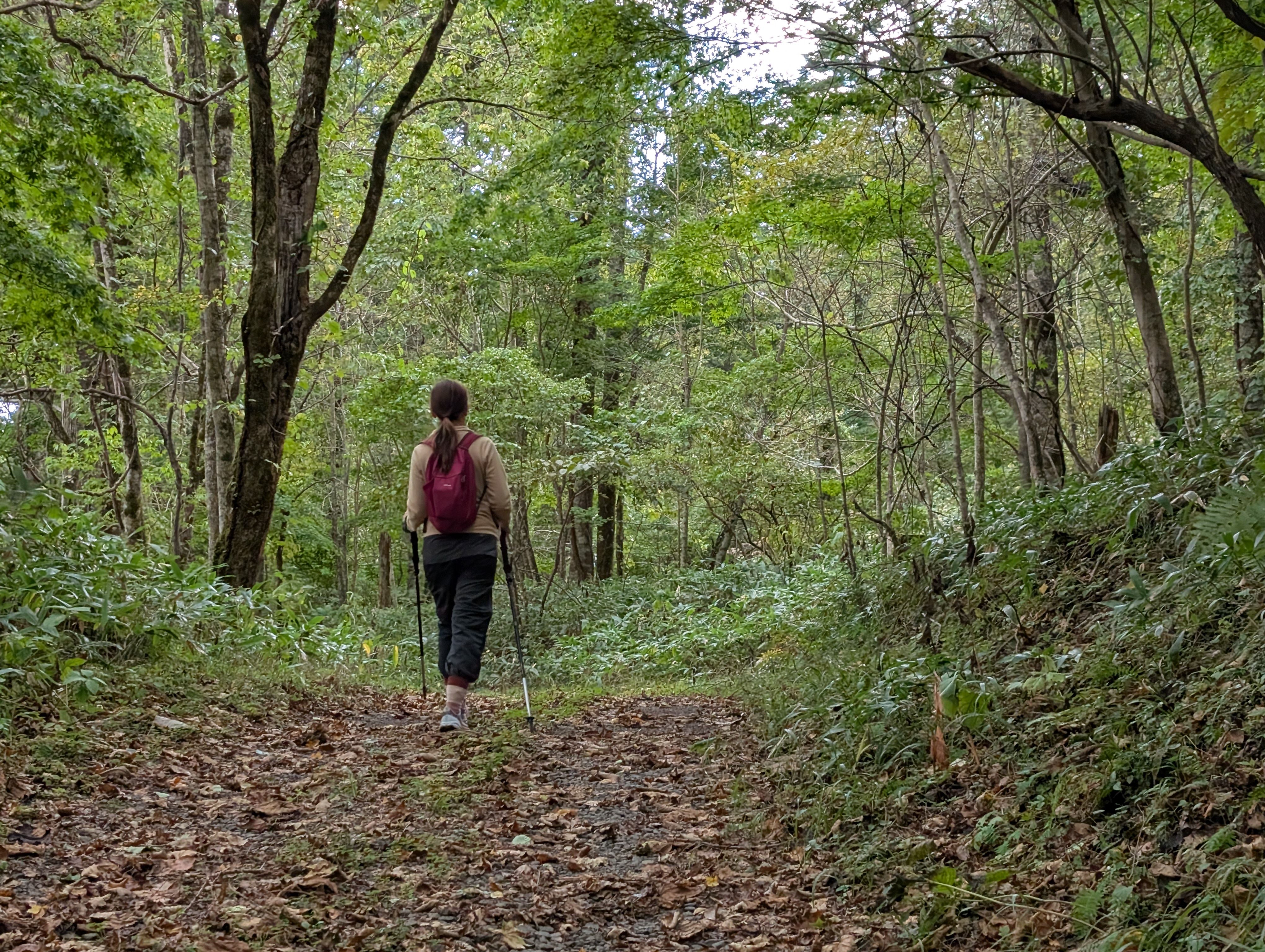 A woman walks along a forested path, the trees causing a tunnel-like effect.