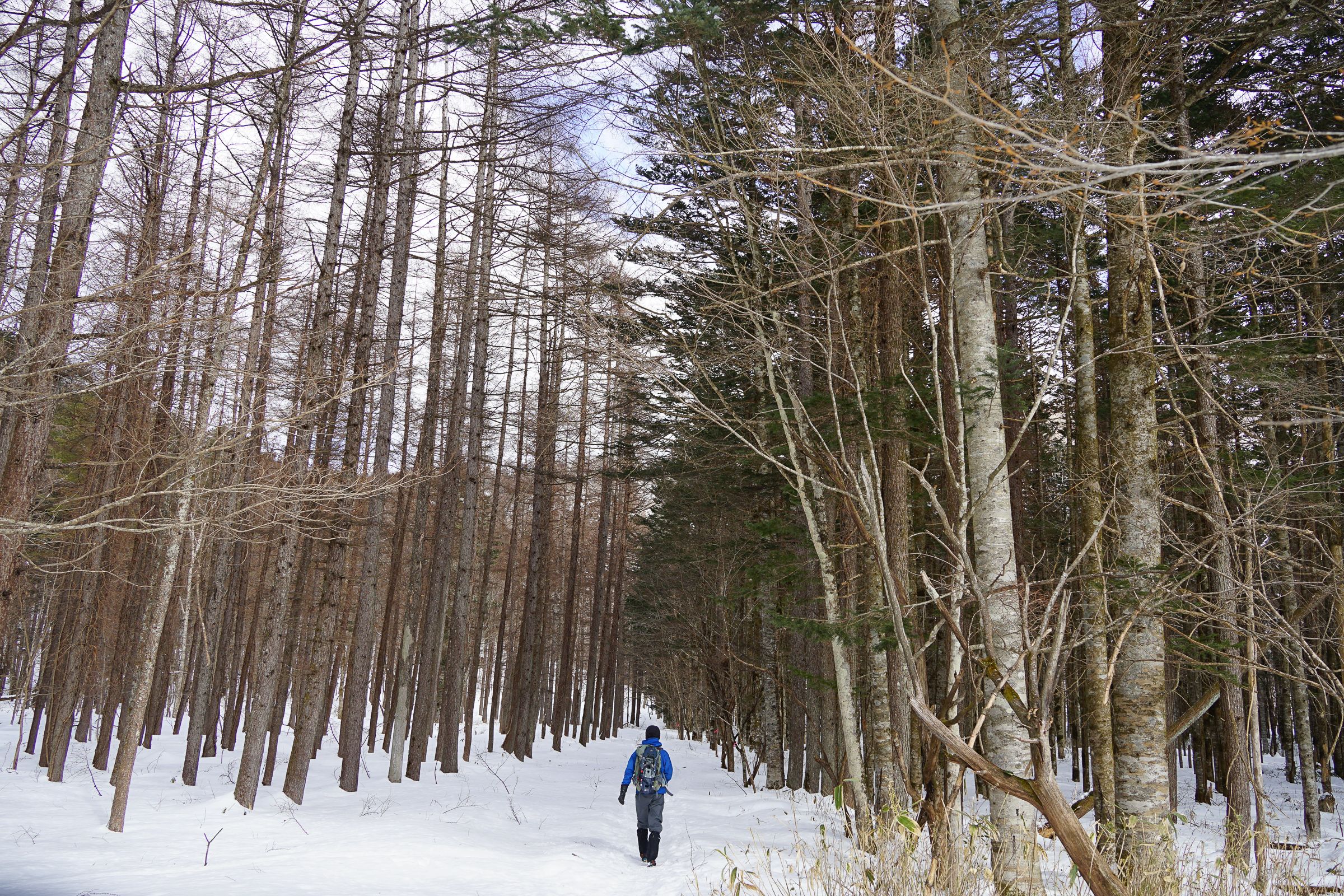 A hiker in a bright blue jacket and backpack walks away through a dense Hokkaido forest in winter. The tall, thin trees rise from a floor of deep white snow, creating a stark, quiet atmosphere for winter hiking.