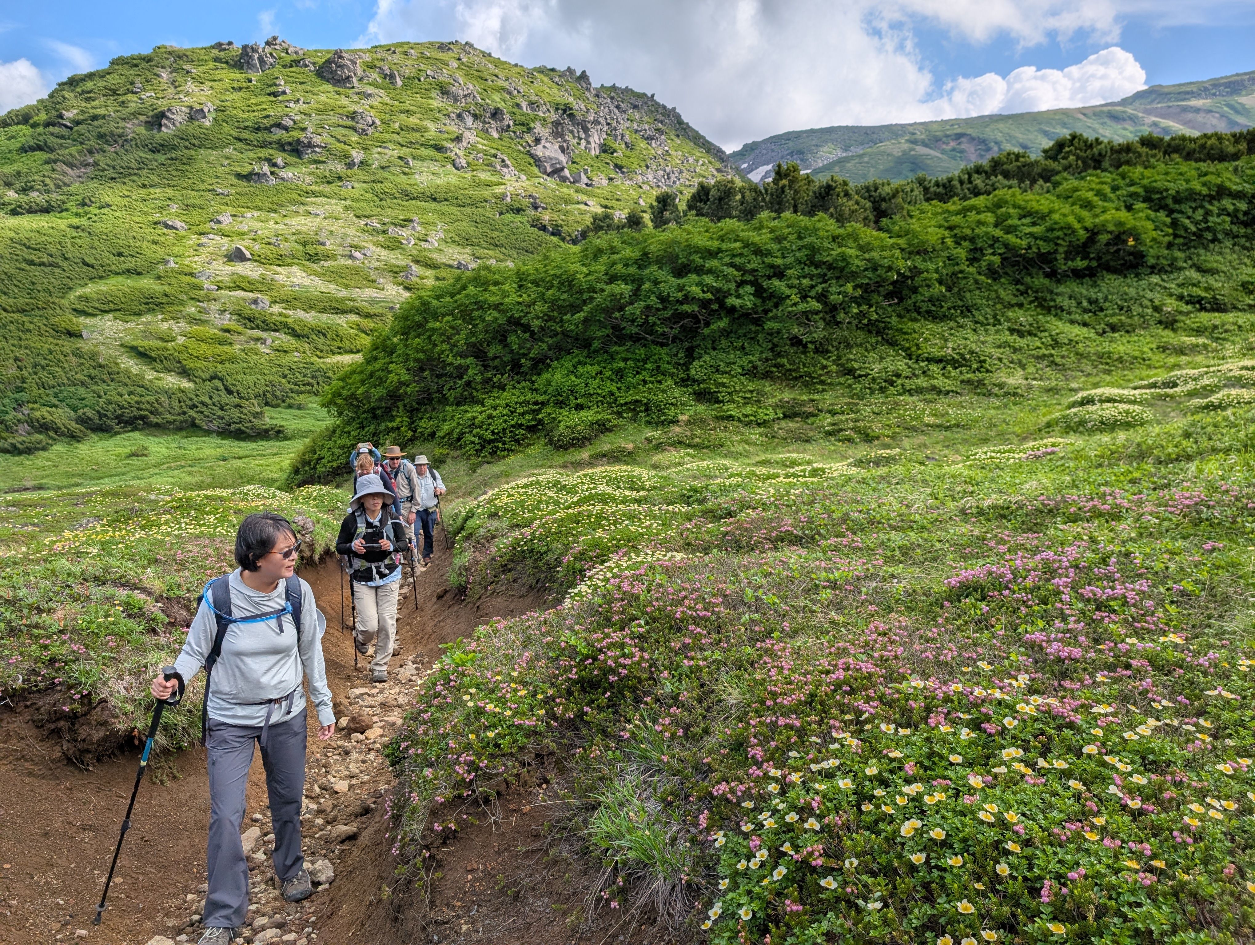 A group of hikers admire a field of Aleutian avens flowers blooming beside them along the Asahidake-Kurodake traverse in Daisetsuzan National Park.