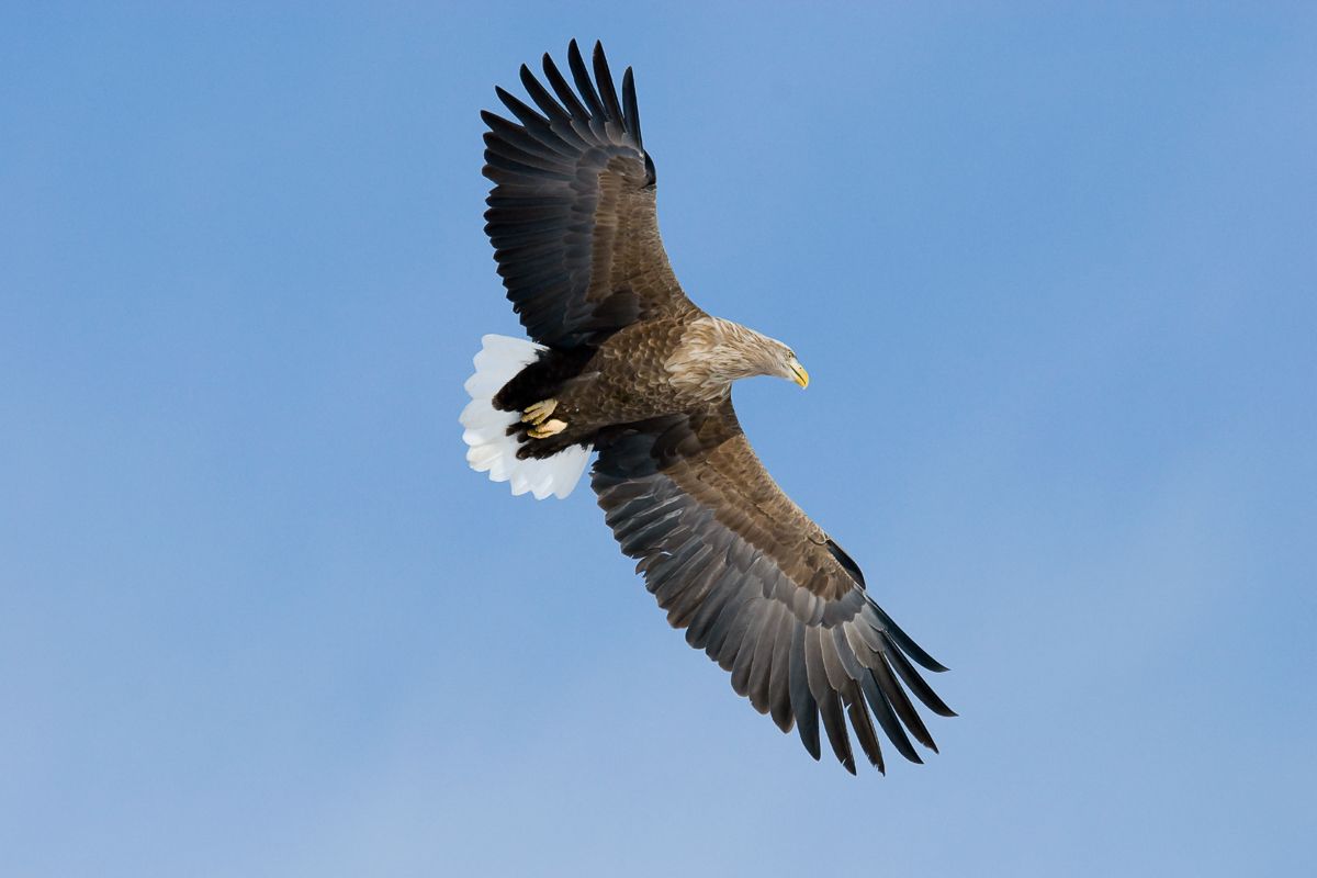 A white tailed Eagle soaring above Rebun Island in Hokkaido