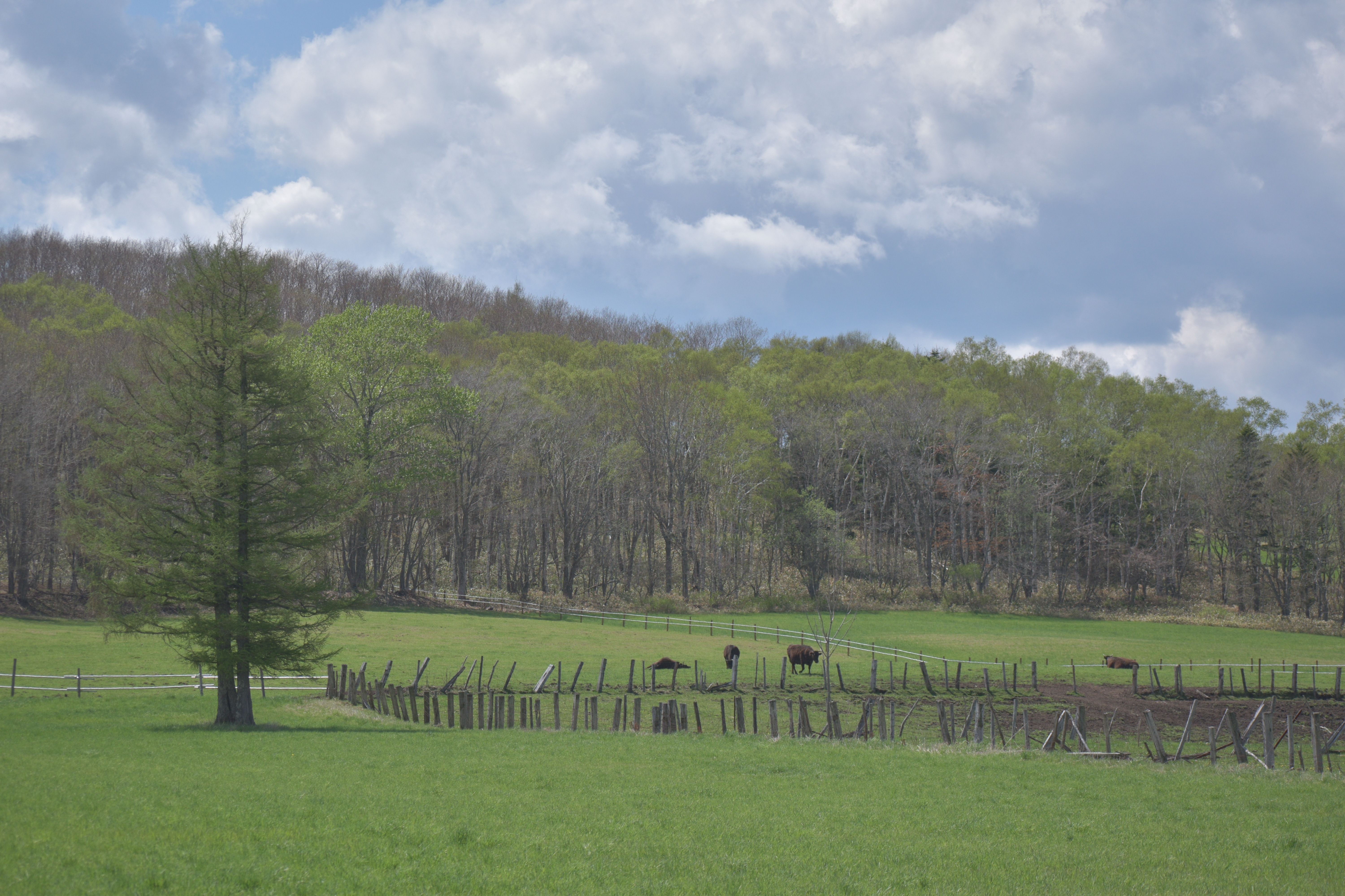 Cows graze in a field in Teshikaga.