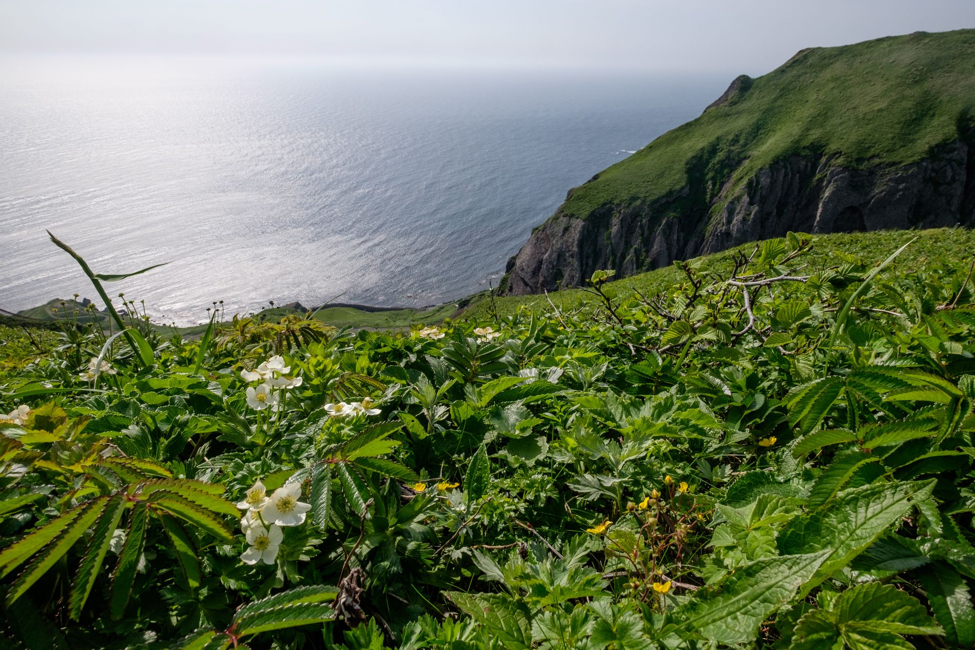 White ezonohakusanichige flowers on the edge of a cliff on Rebun island