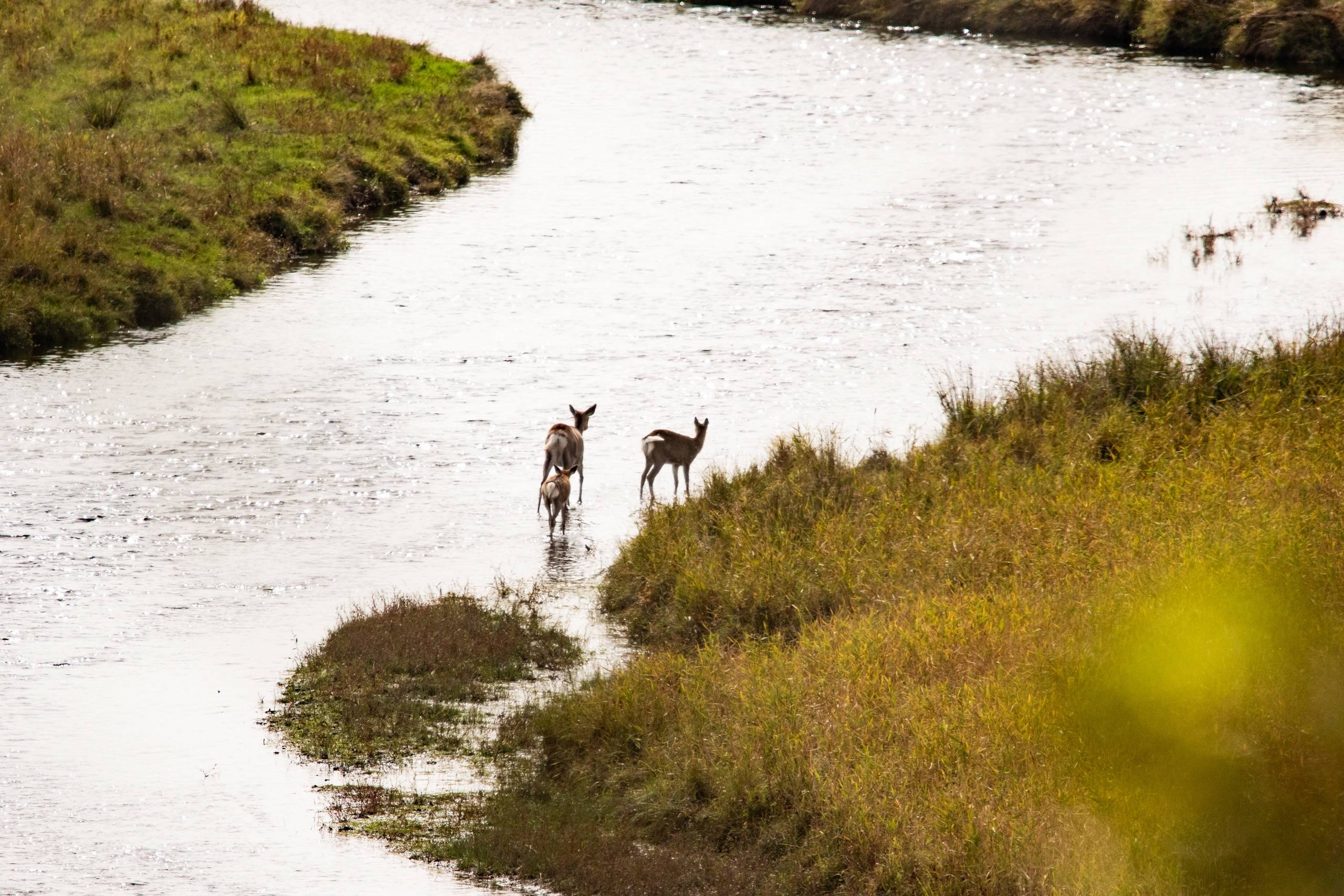 Japanese deer standing in the shallow, sunlit water of a winding river at Cape Kirakotan, surrounded by tall, golden grass. The image evokes a tranquil nature experience.
