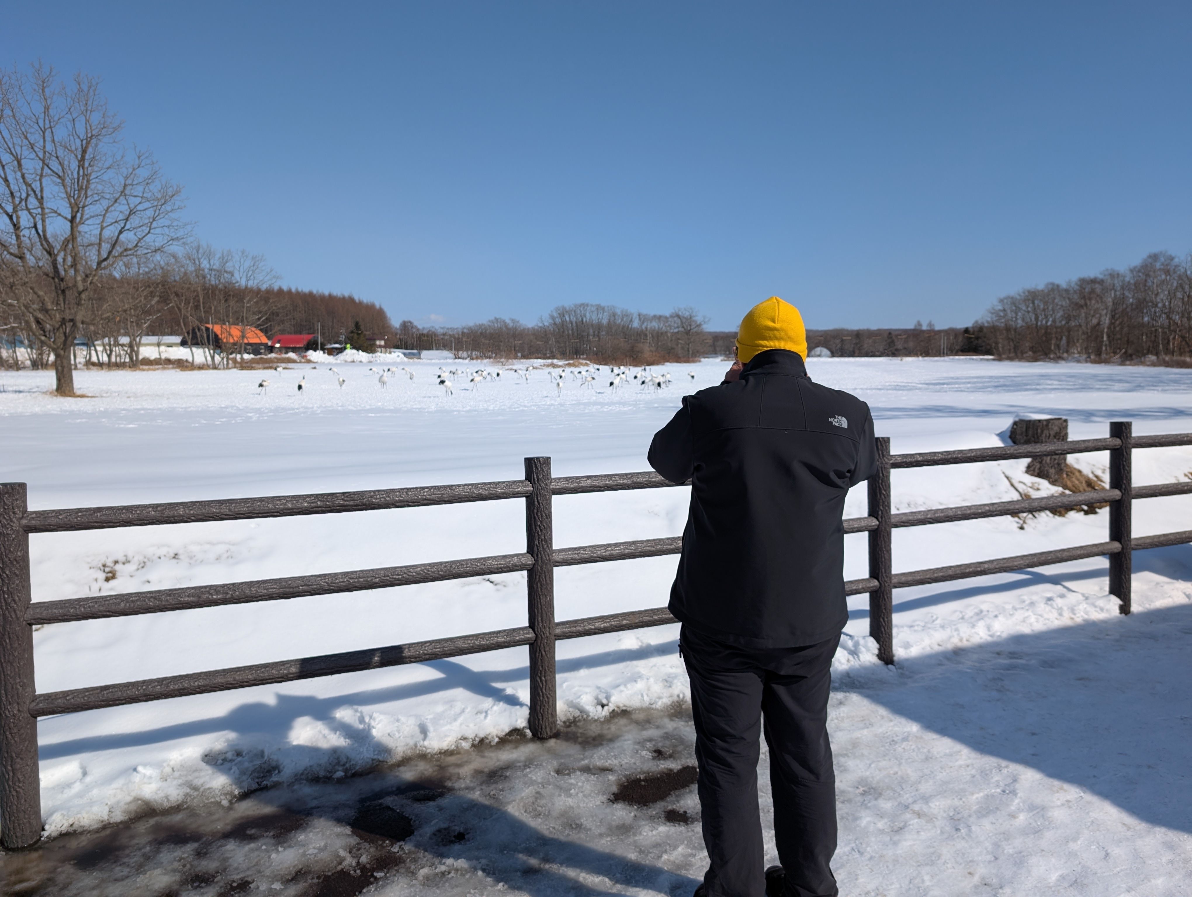A person stands in front of a fence looking out at a large flock of cranes on the other side of the fence in the distance.
