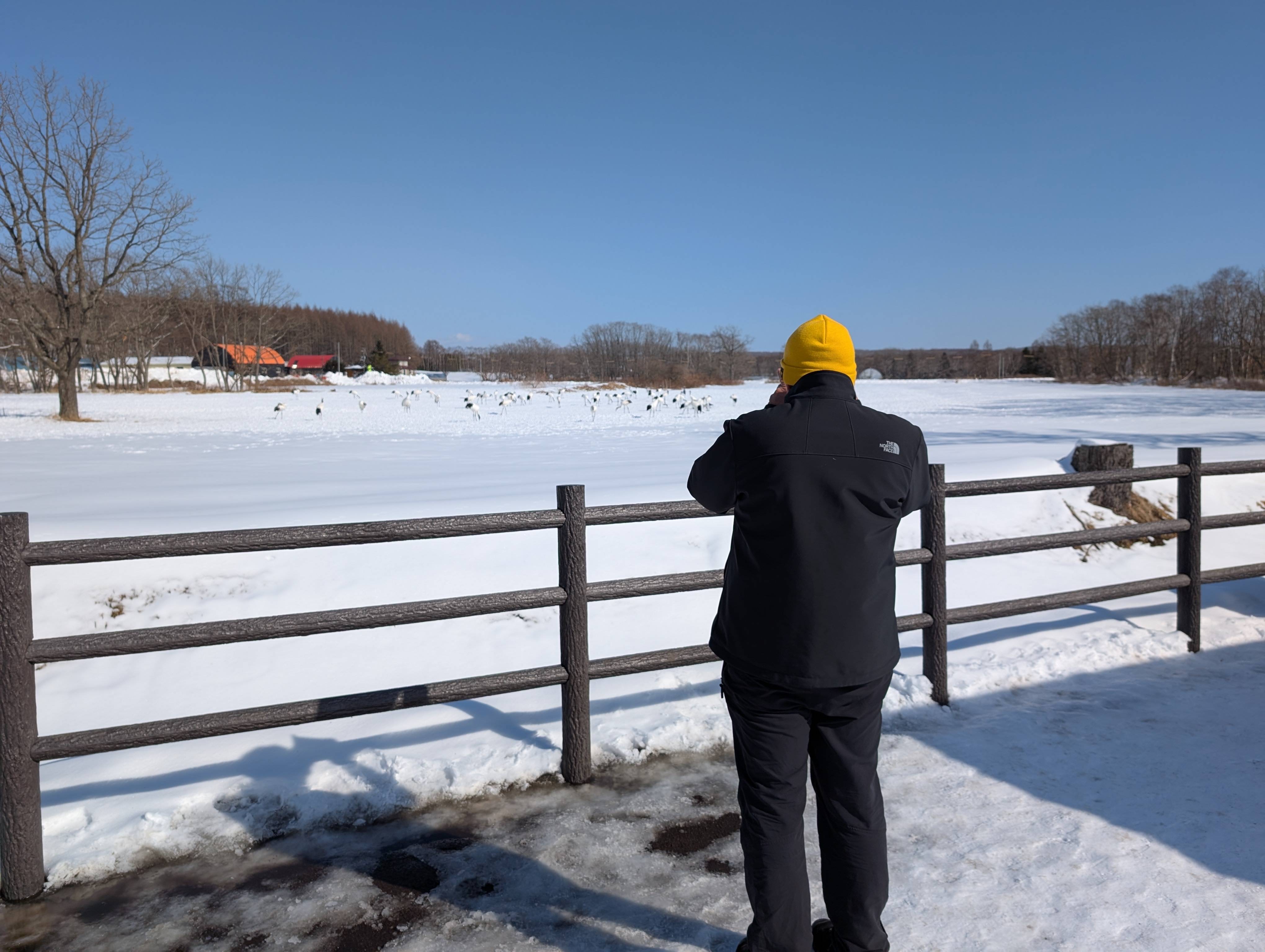 A person stands in front of a fence looking out at a large flock of cranes on the other side of the fence in the distance.