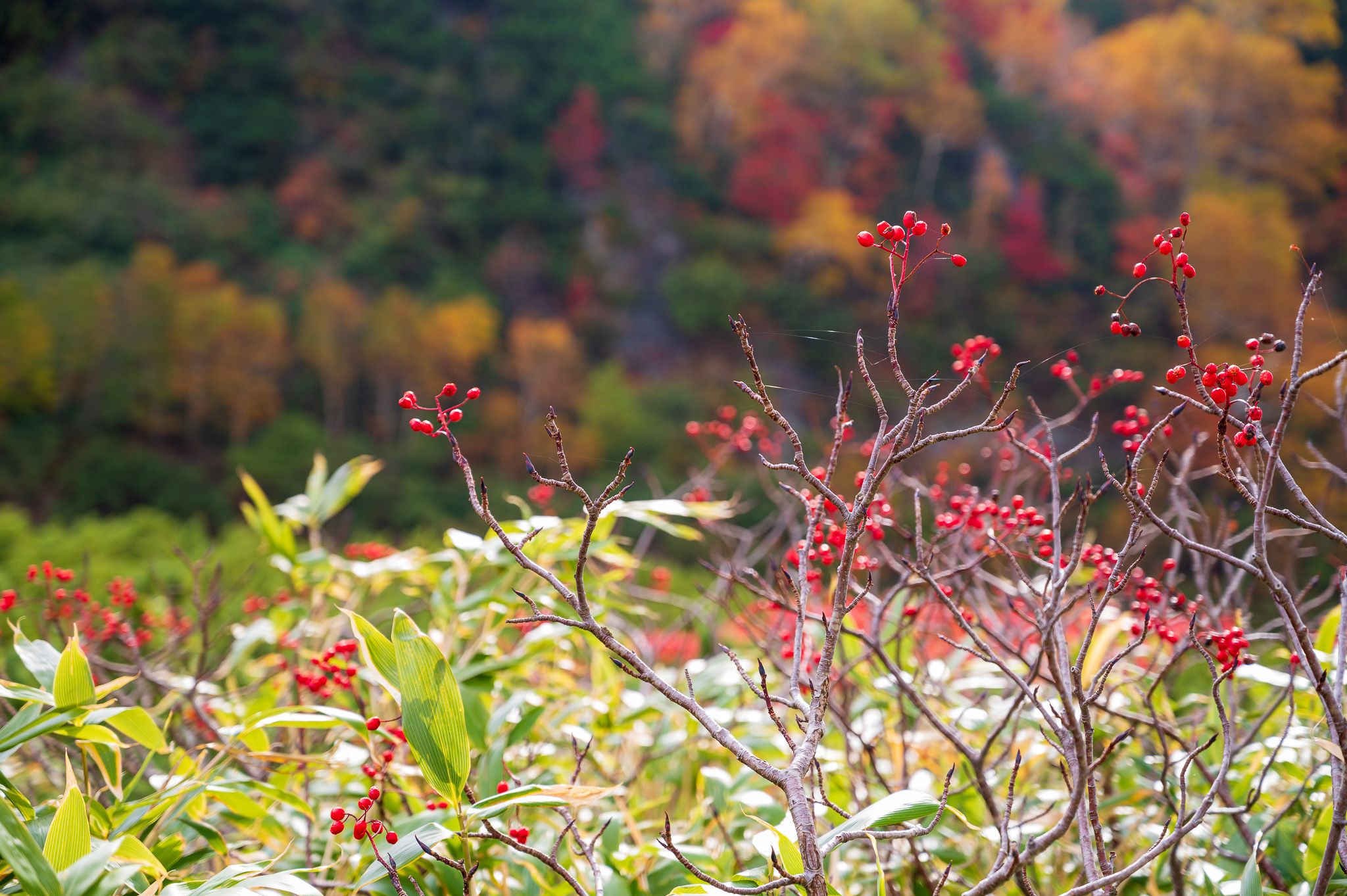 A rowan tree in autumn. It has lost all of its leaves, but its branches are covered in red berries.