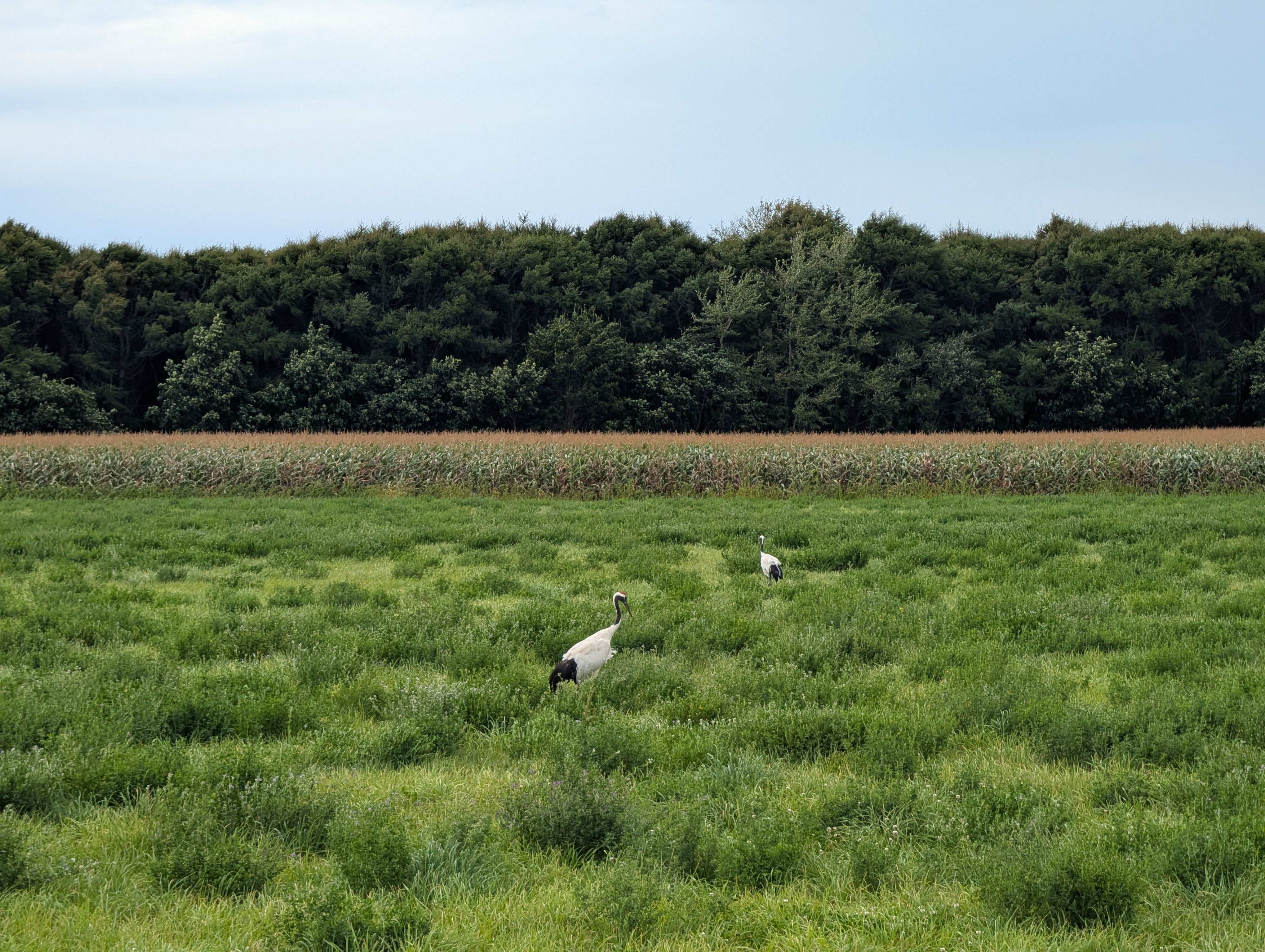 Two red-crowned cranes stroll in a field.