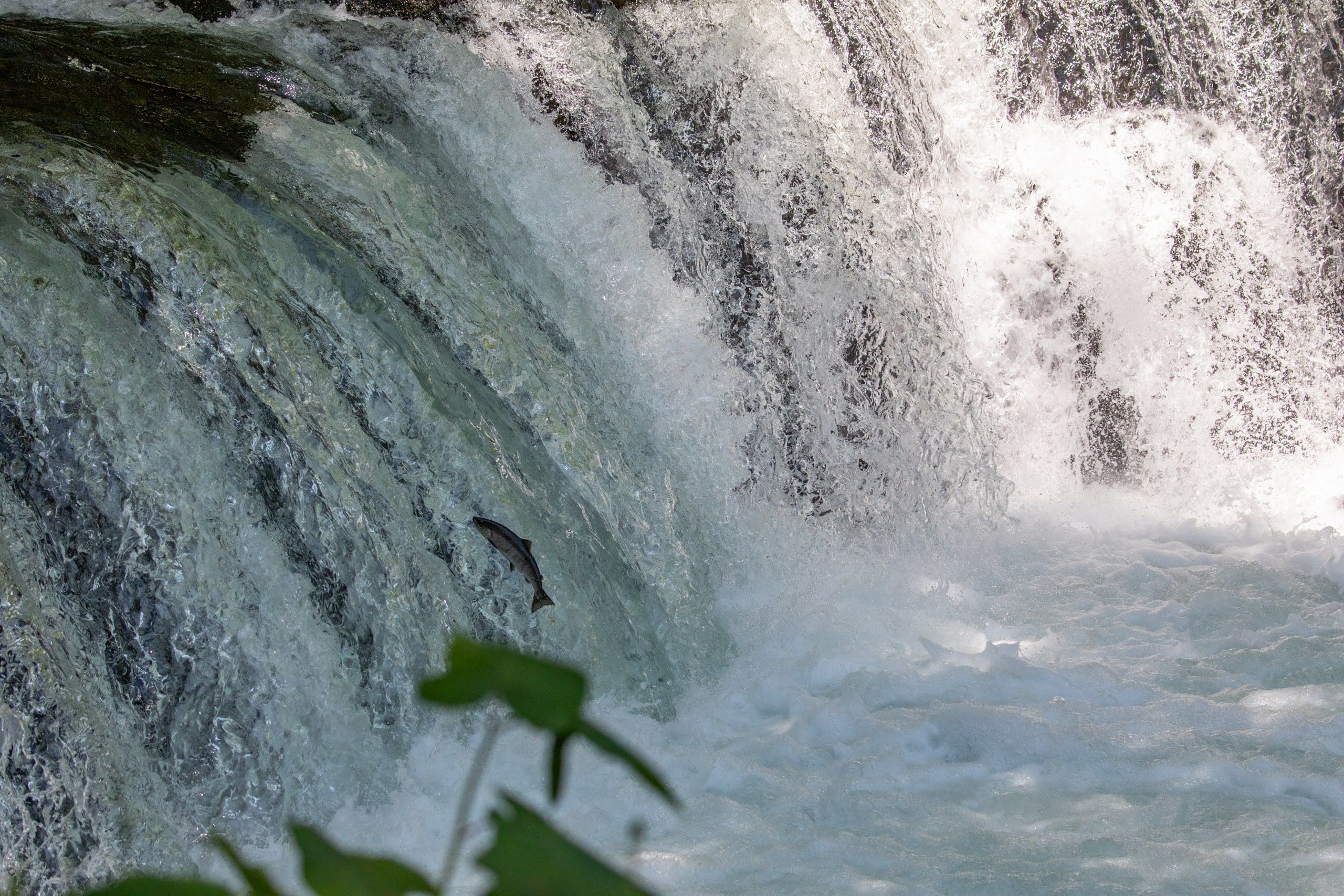 A masu salmon breaches the water at the base of a waterfall, trying to leap up it.