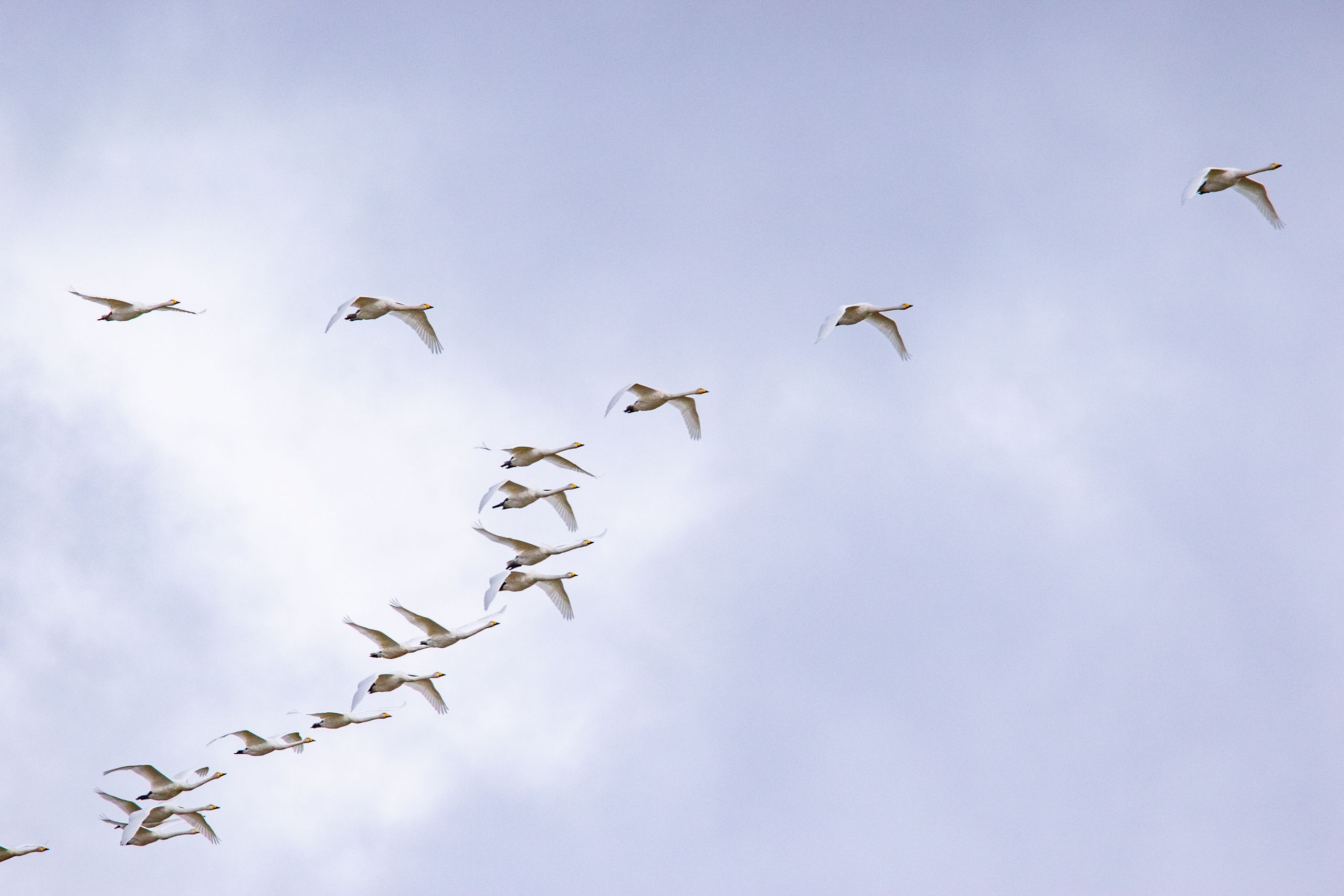 A group of whooper swans fly in the sky in V-formation, returning to familiar resting grounds on their southerly migration.