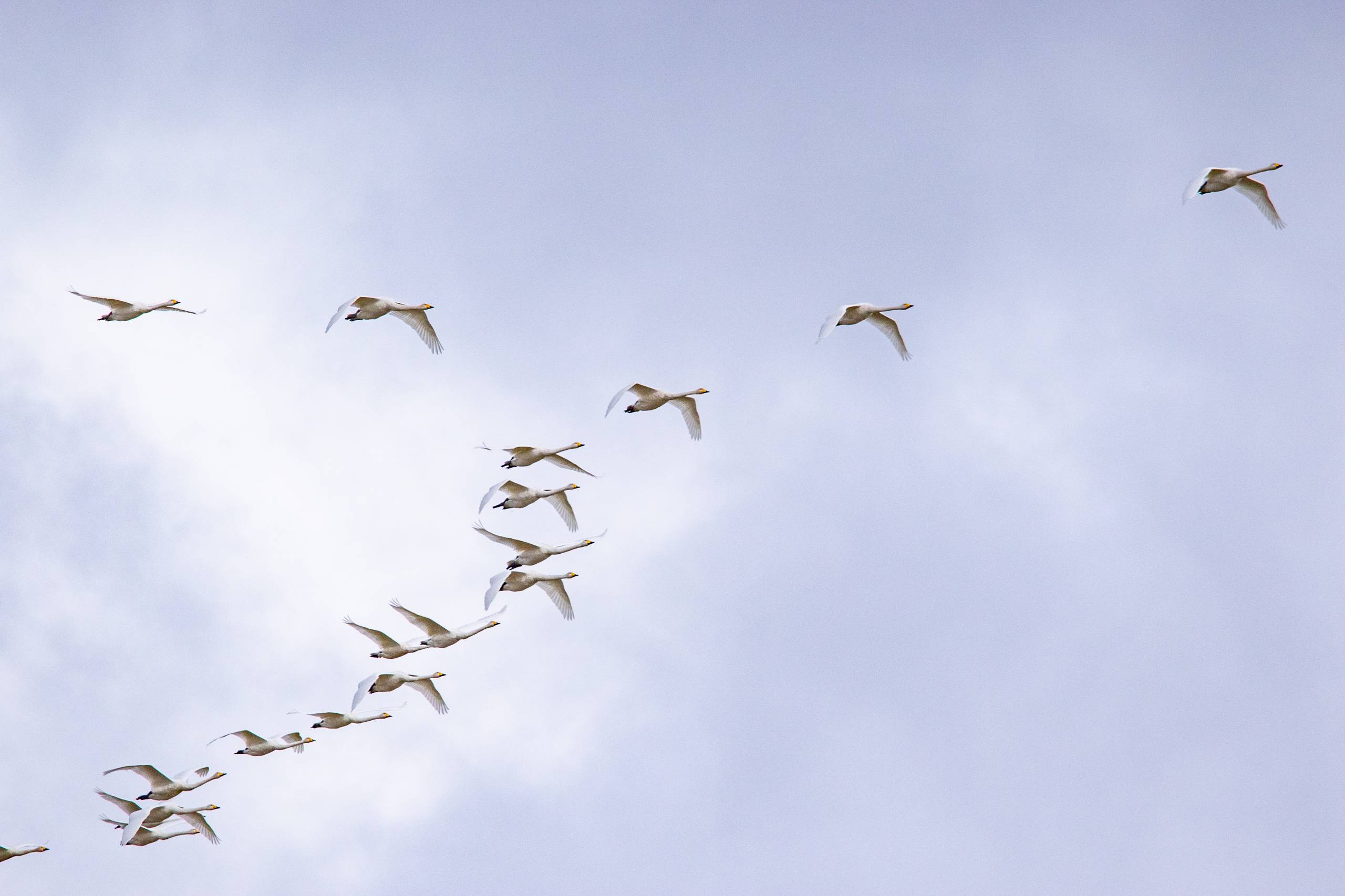 A group of whooper swans fly in the sky in V-formation, returning to familiar resting grounds on their southerly migration.
