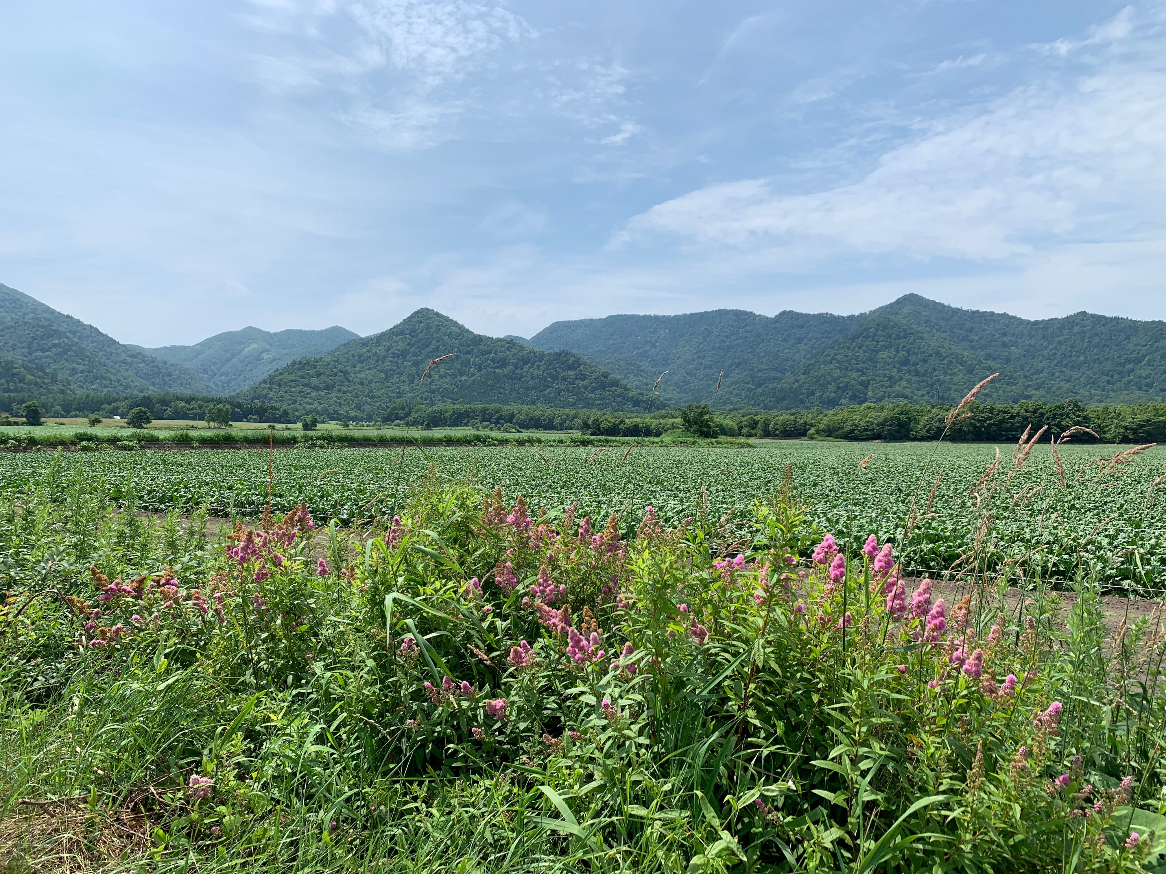 Wide fields meet mountainsides in Wakoto.