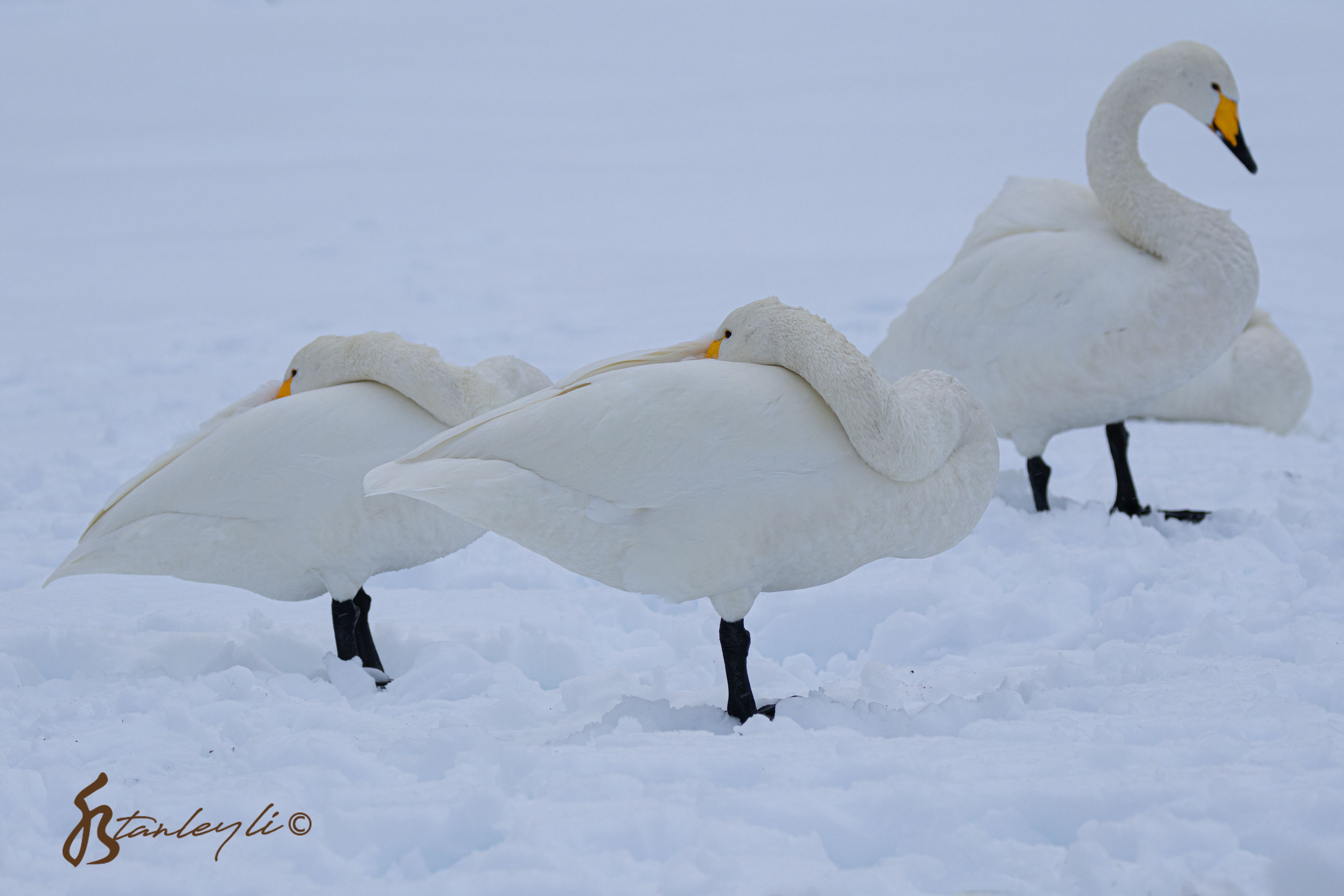 A flock of Whooper Swans keep their beaks warm at Lake Kussharo.