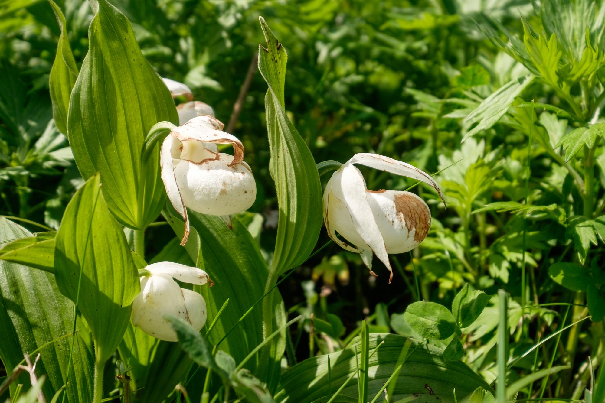 Rebun lady's slipper orchids with cream and brown petals