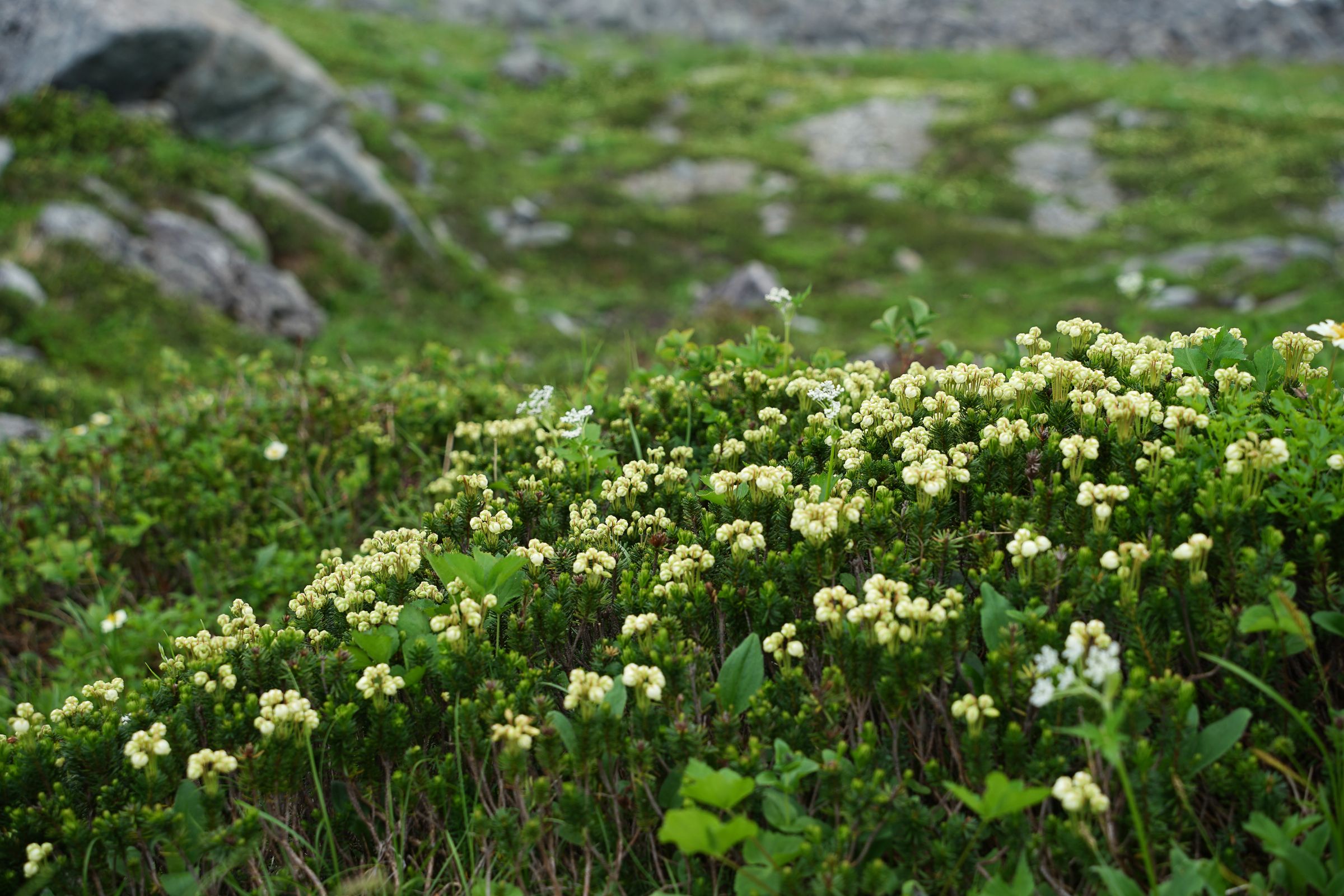 Aleutian Mountain Heath (Phyllodoce aleutica) in bloom.