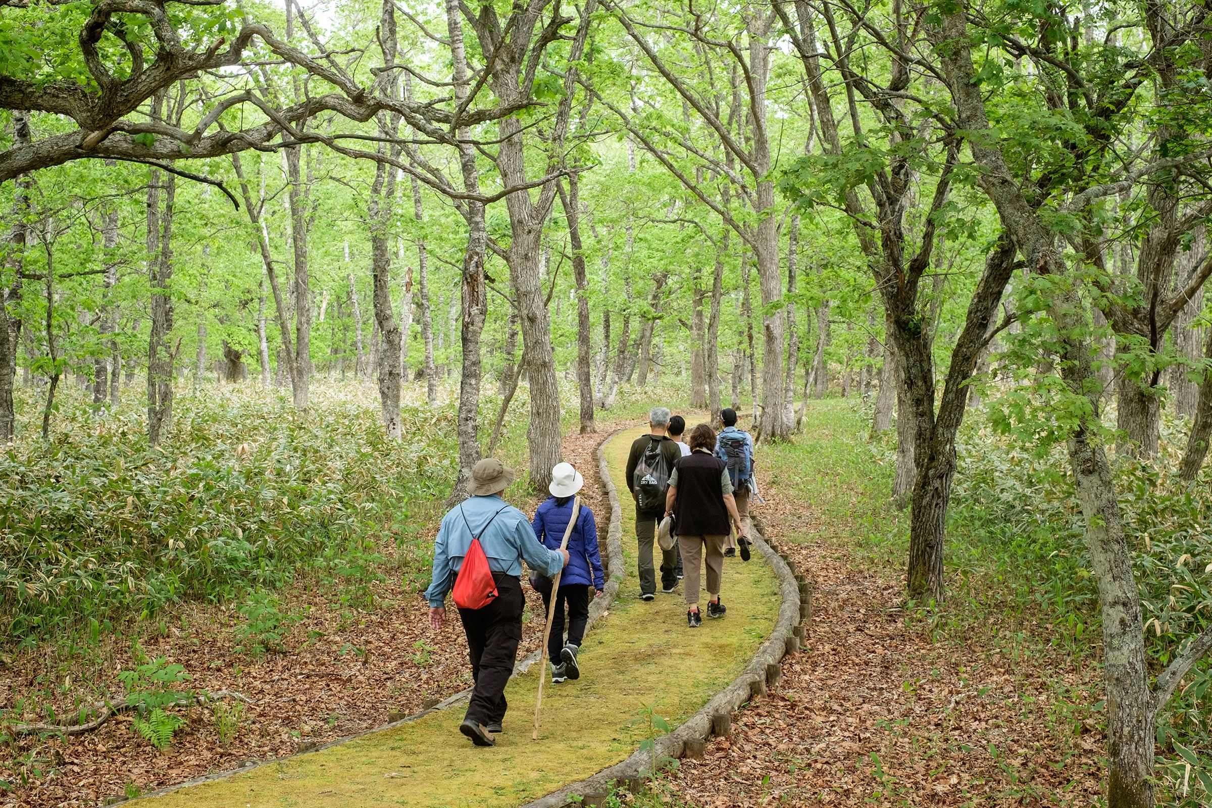 Group of hikers walking along nature trail through lush deciduous forest in Hokkaido, following moss-covered path under green canopy.