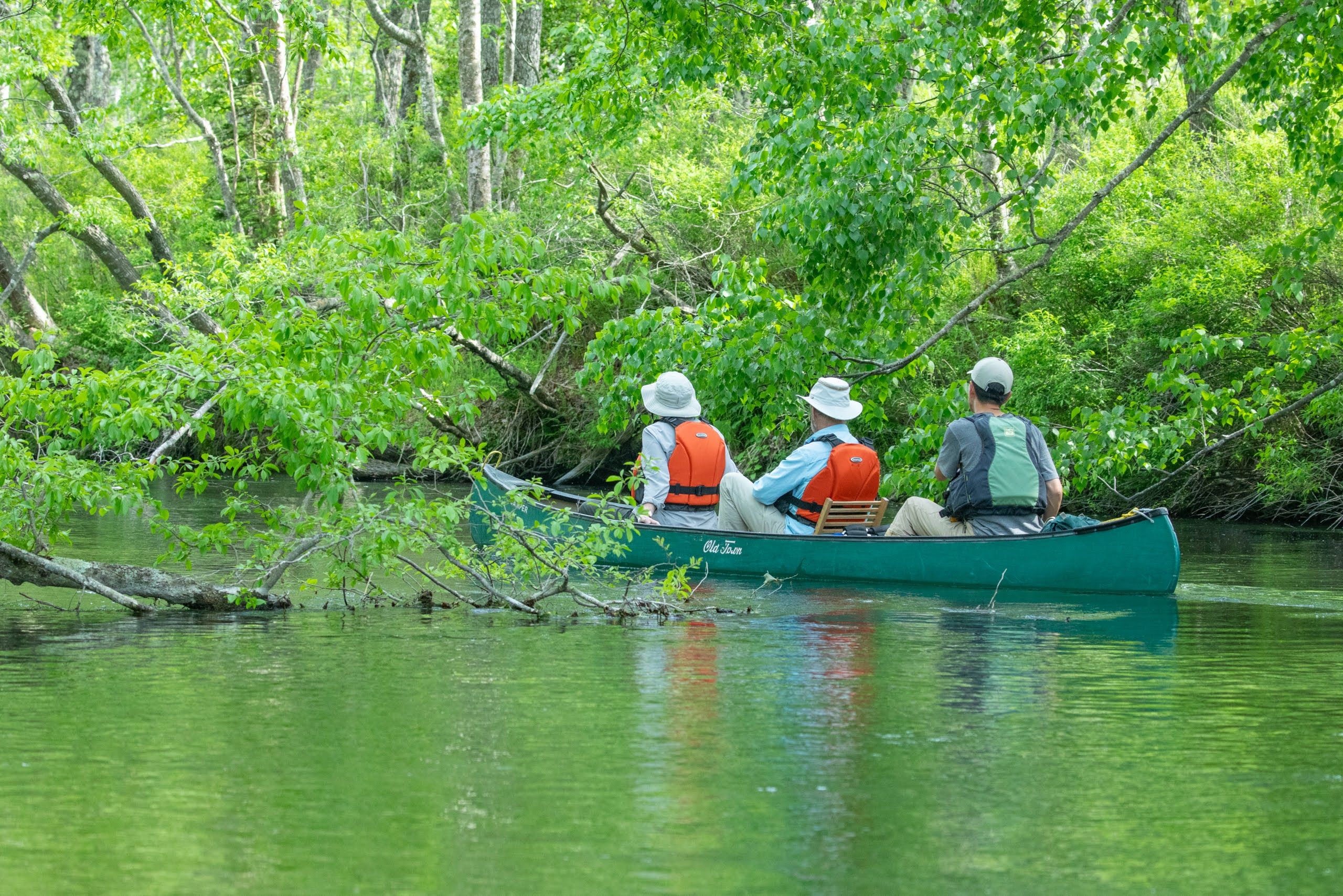 Three people in a canoe paddle their way through fallen trees in the river, surrounded by greenery.