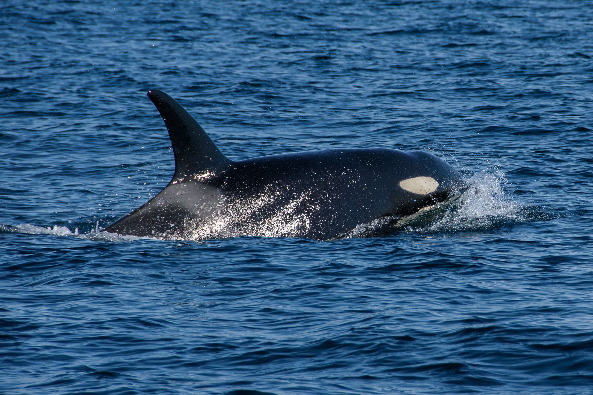 An orca (killer whale) splashes through the blue ocean, breaking the surface of the waves. It is covered in sparkling water drops.