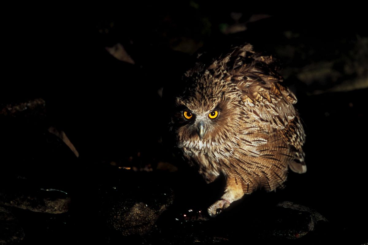 Blakiston's fish owl at Yoroushi Onsen