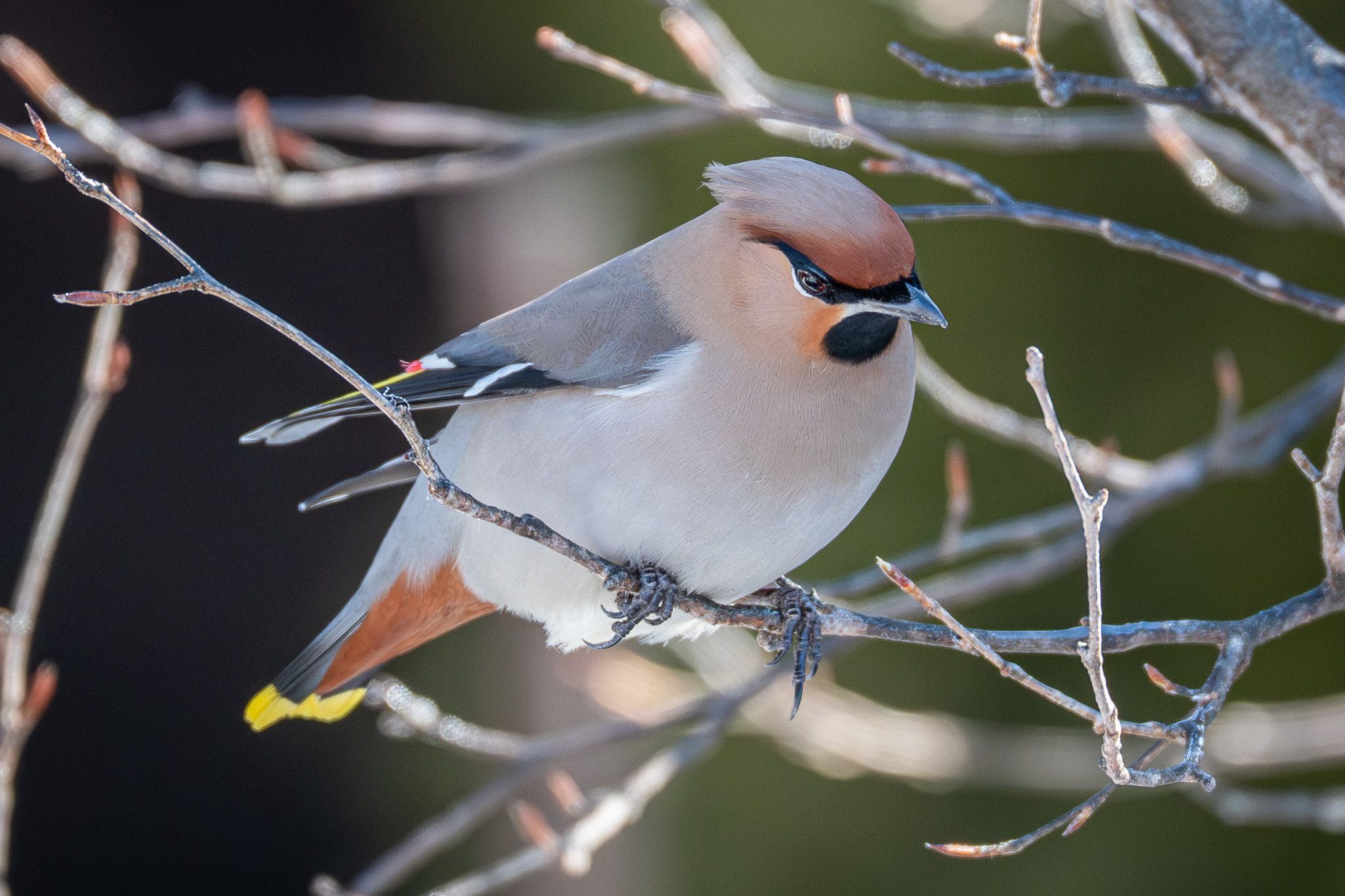 A closeup of a Bohemian waxwing on a branch.