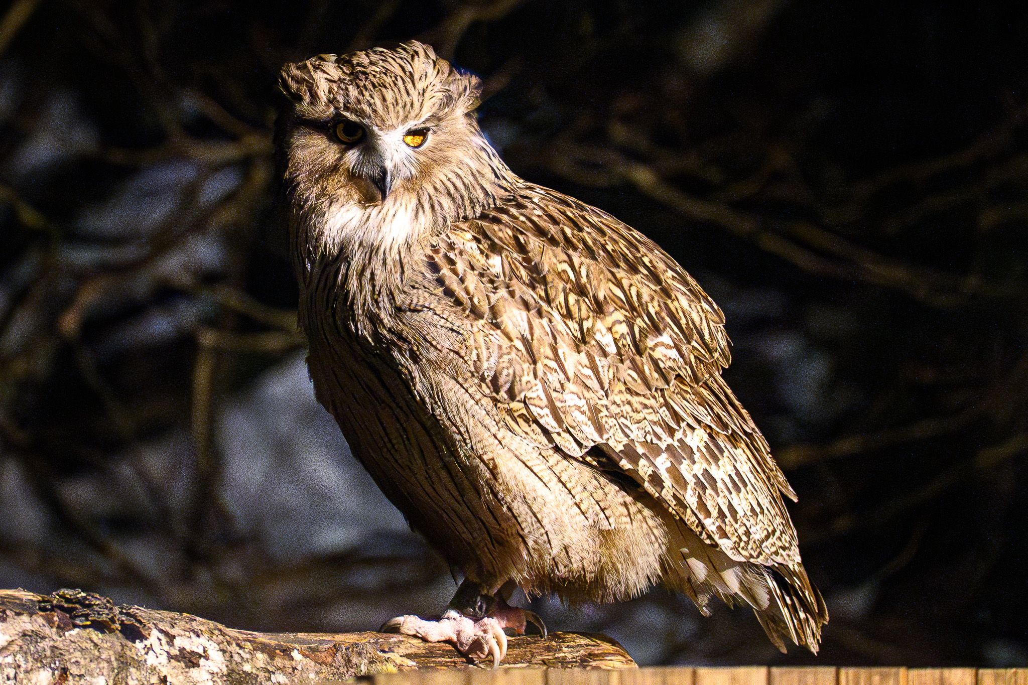 A Blakiston's Fish Owl at Yuyado Daiichi.