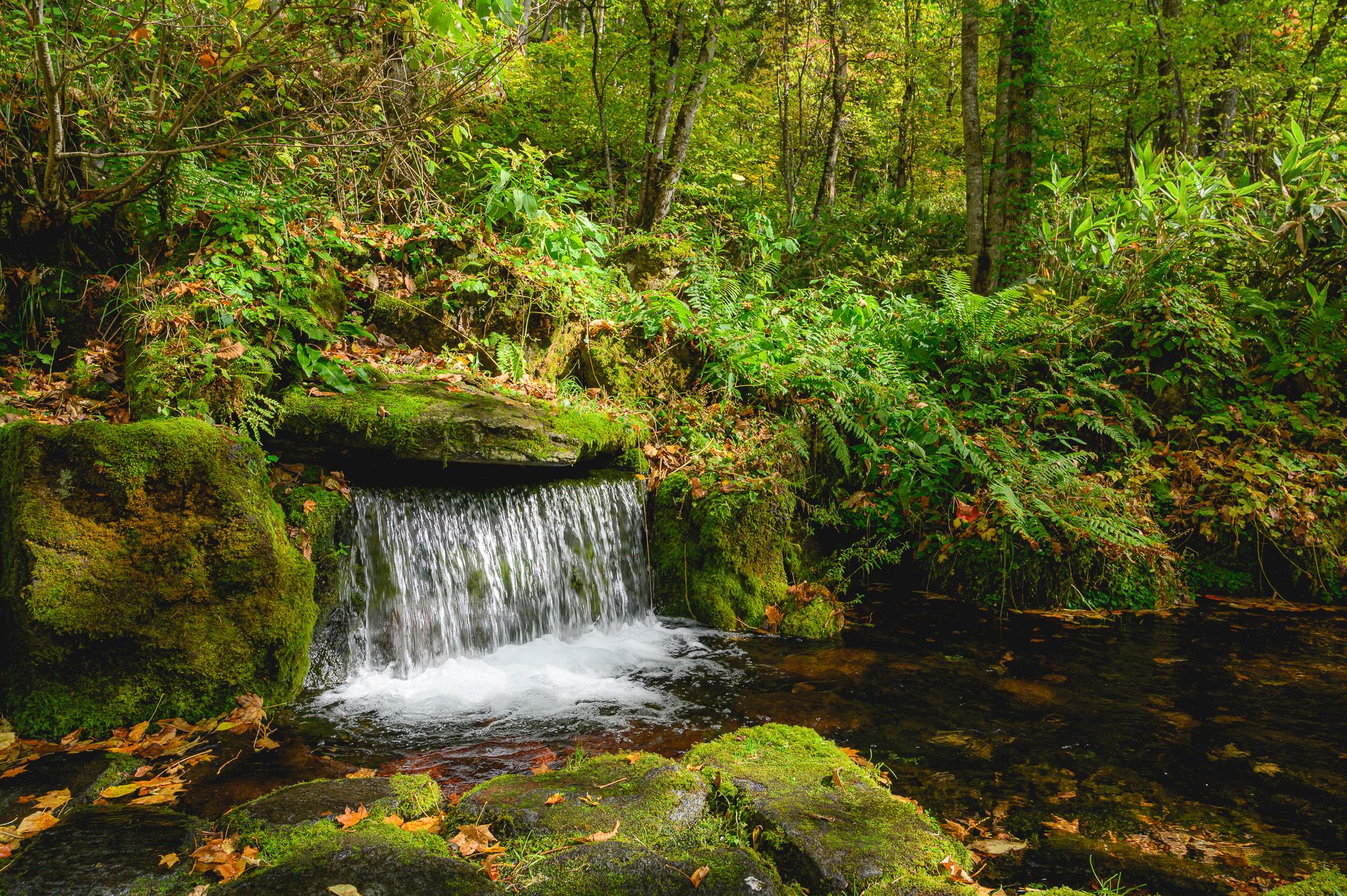 A spring gushes from underground beneath a rock formation that looks like a small waterfall. It is in the middle of a leafy forest. The water falls into a river surrounded by mossy rocks.