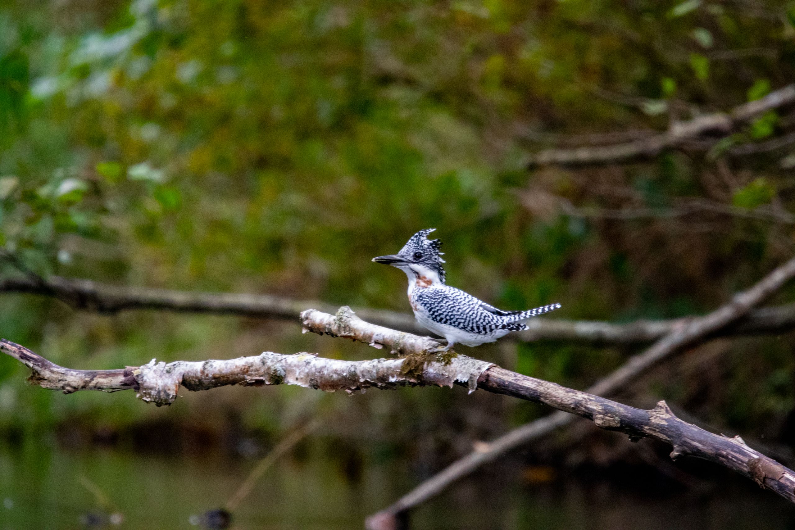 A crested kingfisher sits on a branch over the Kushiro River in Kushiro, Hokkaido.