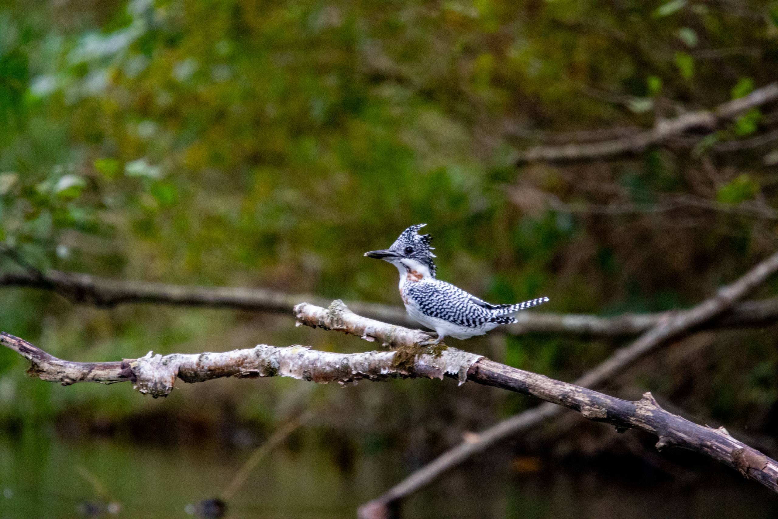 A crested kingfisher sits on a branch over the Kushiro River in Kushiro, Hokkaido.
