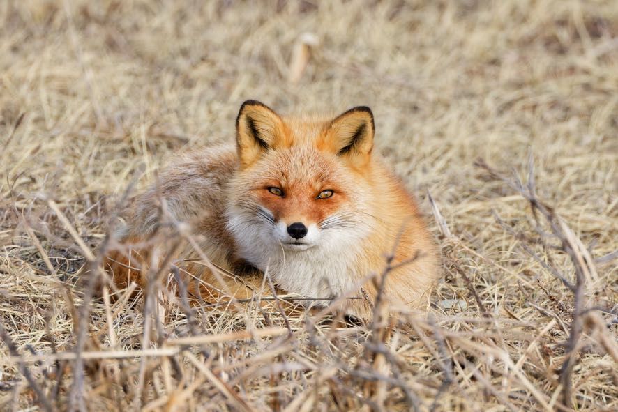 A close up of a red fox relaxing in dried grass. It is gazing steadily right at the camera.