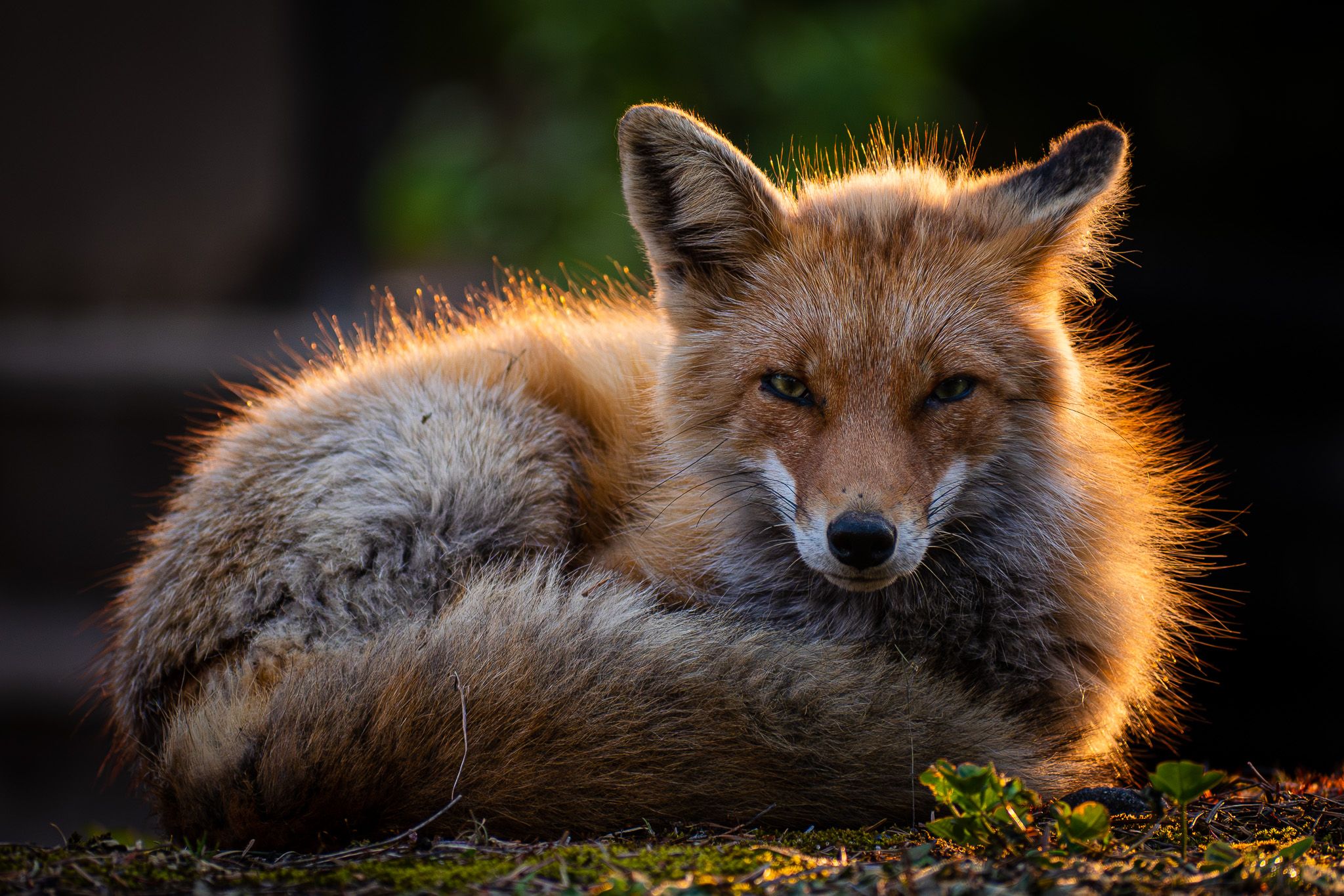 A red fox sits with its fluffy tail curled around it. It is looking directly at the camera with a suspicious gaze.