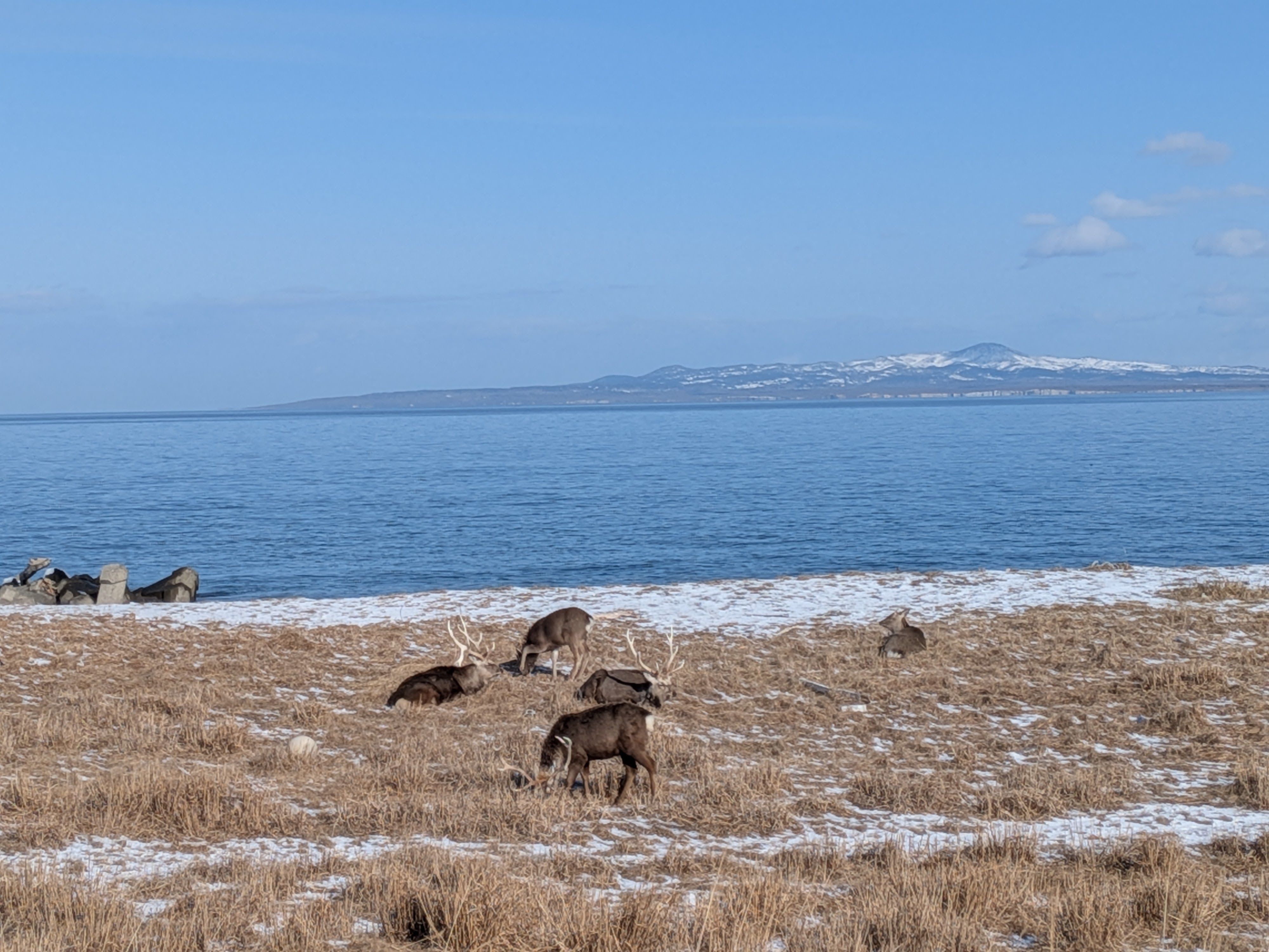 A herd of deer graze in the grasslands on the Notsuke Peninsula in winter on a sunny day. The air is clear and in the distance, Kunaishiri Island is visible.
