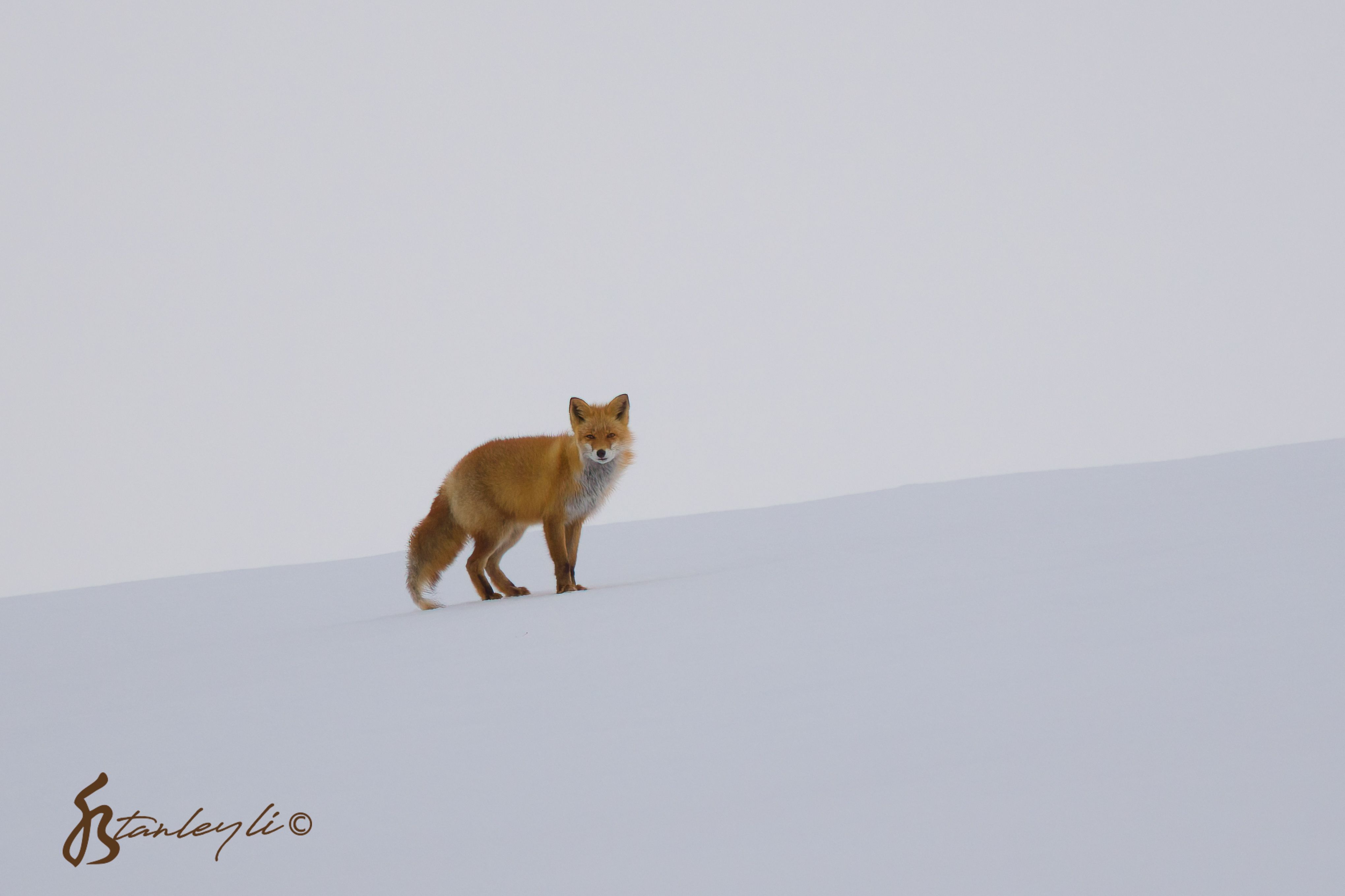 A Hokkaido red fox provides contrast in a snow covered field on a grey day.