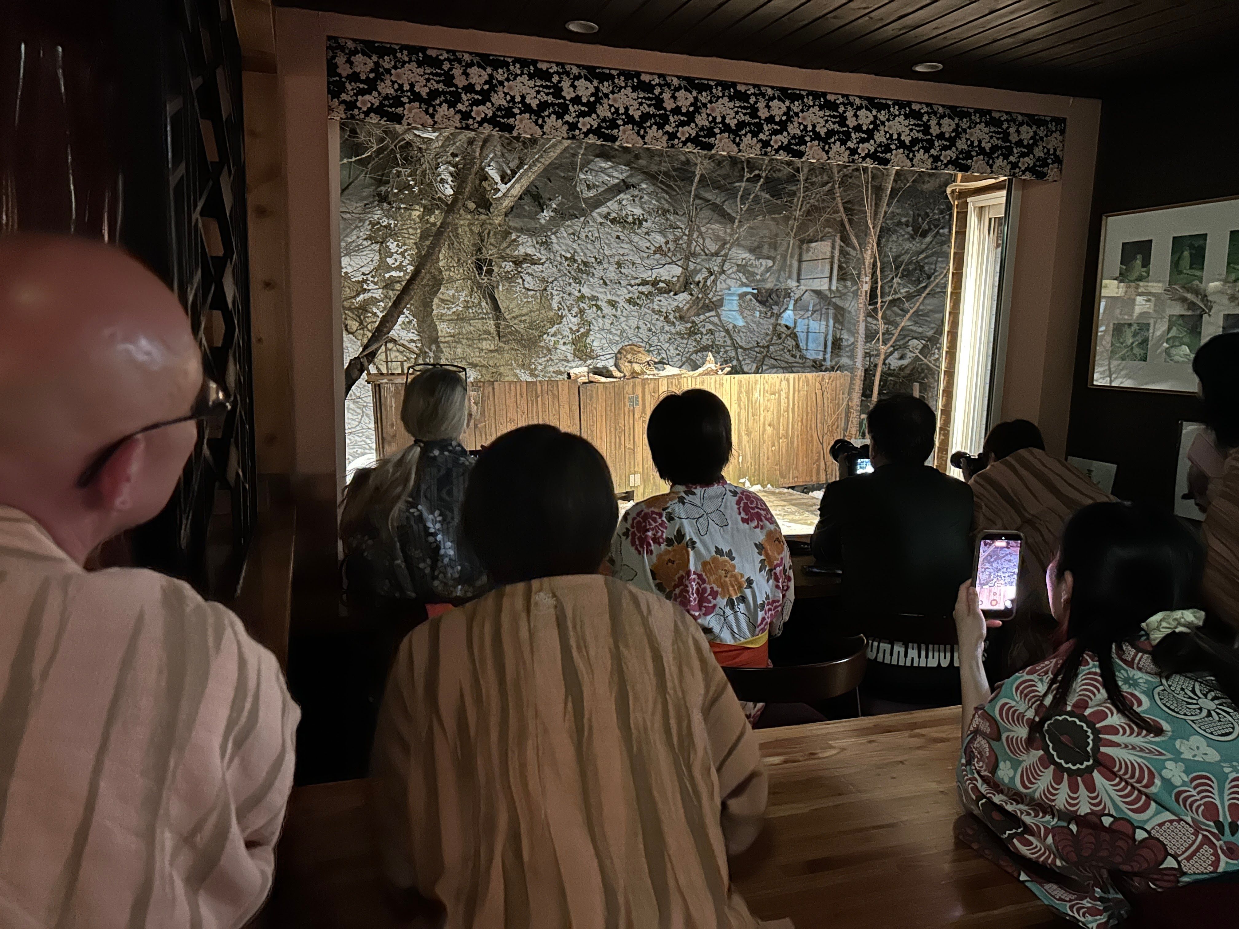 A group of people watch the Blakiston's Fish Owl as it appears at Yuyado Daiichi in Yoroushi Onsen, Hokkaido. The owl is beyond a window, dimly illuminated and alighted on a fence.