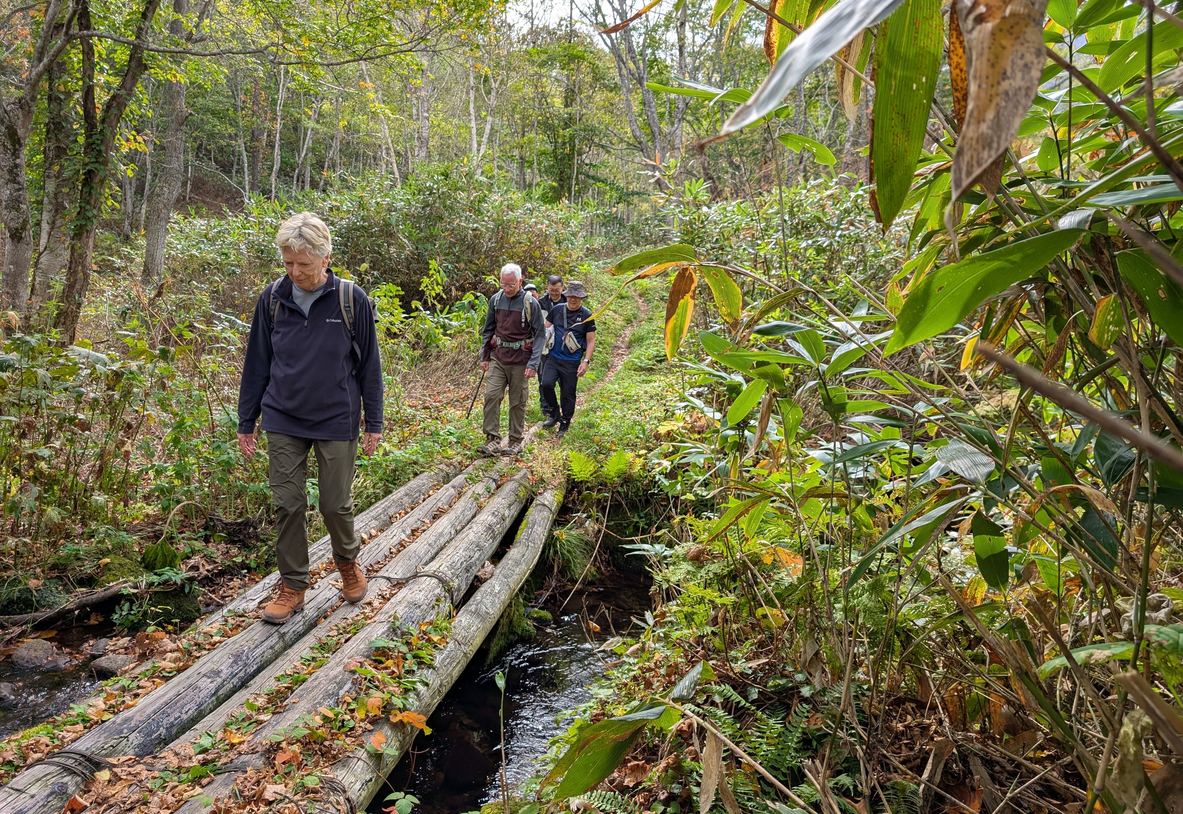 A group of hikers cross a log bridge spanning a small stream in a forest.