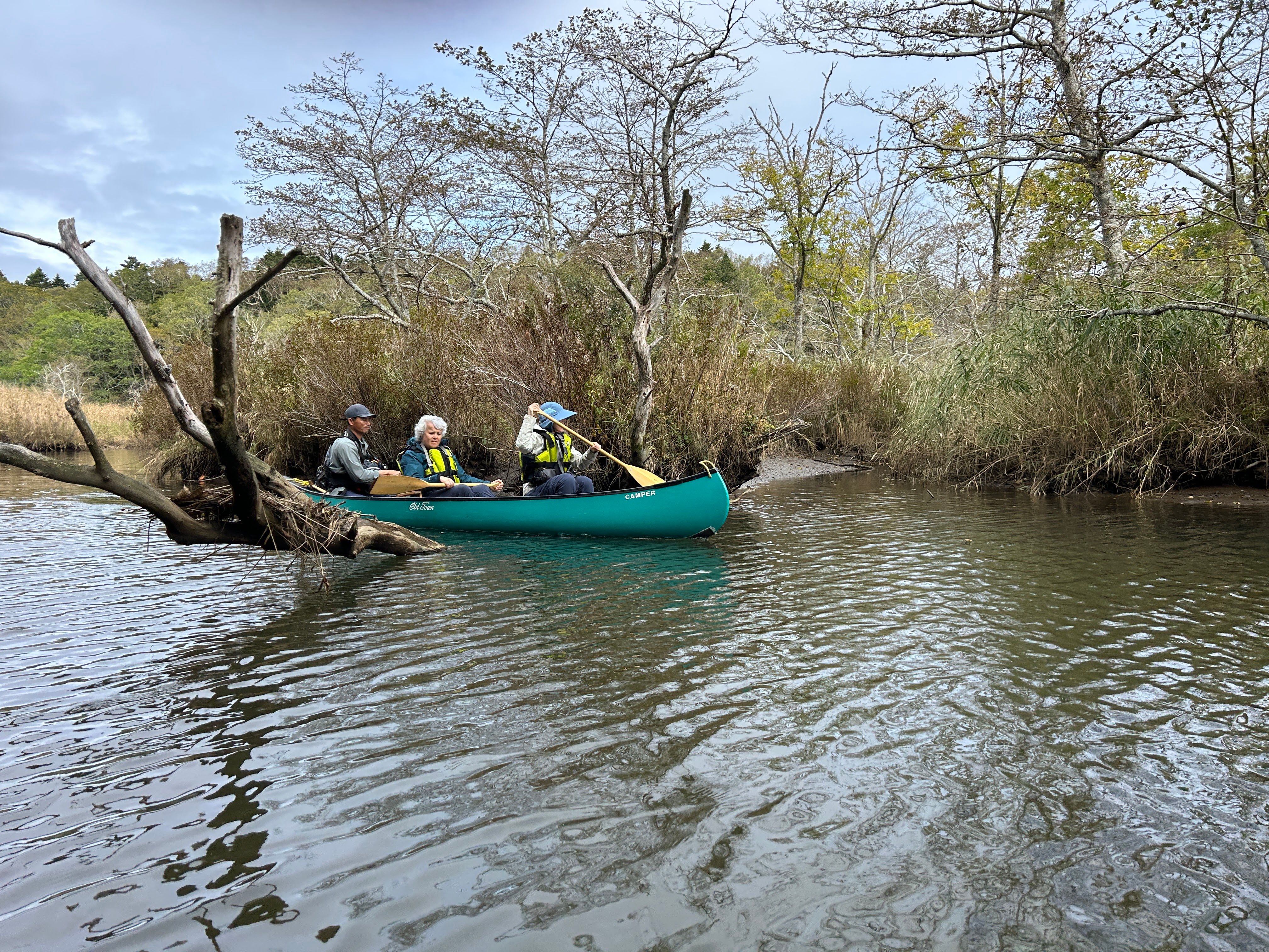 Three people guide a canoe through a fallen tree on the Bettoga River in east Hokkaido.