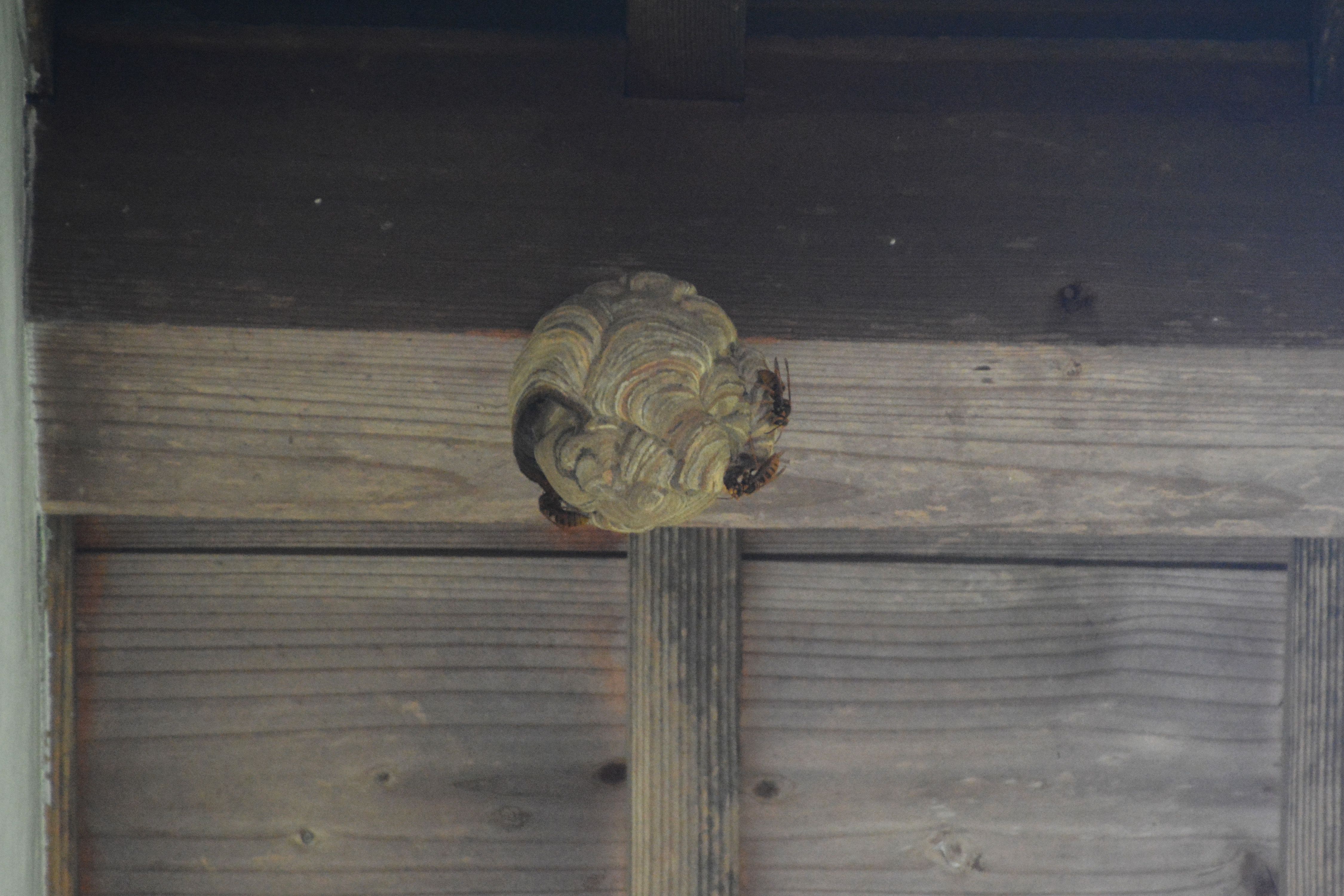 A group of Japanese hornets crawl over the surface of their small papery nest, which is spherical and hanging from the eaves of a building.
